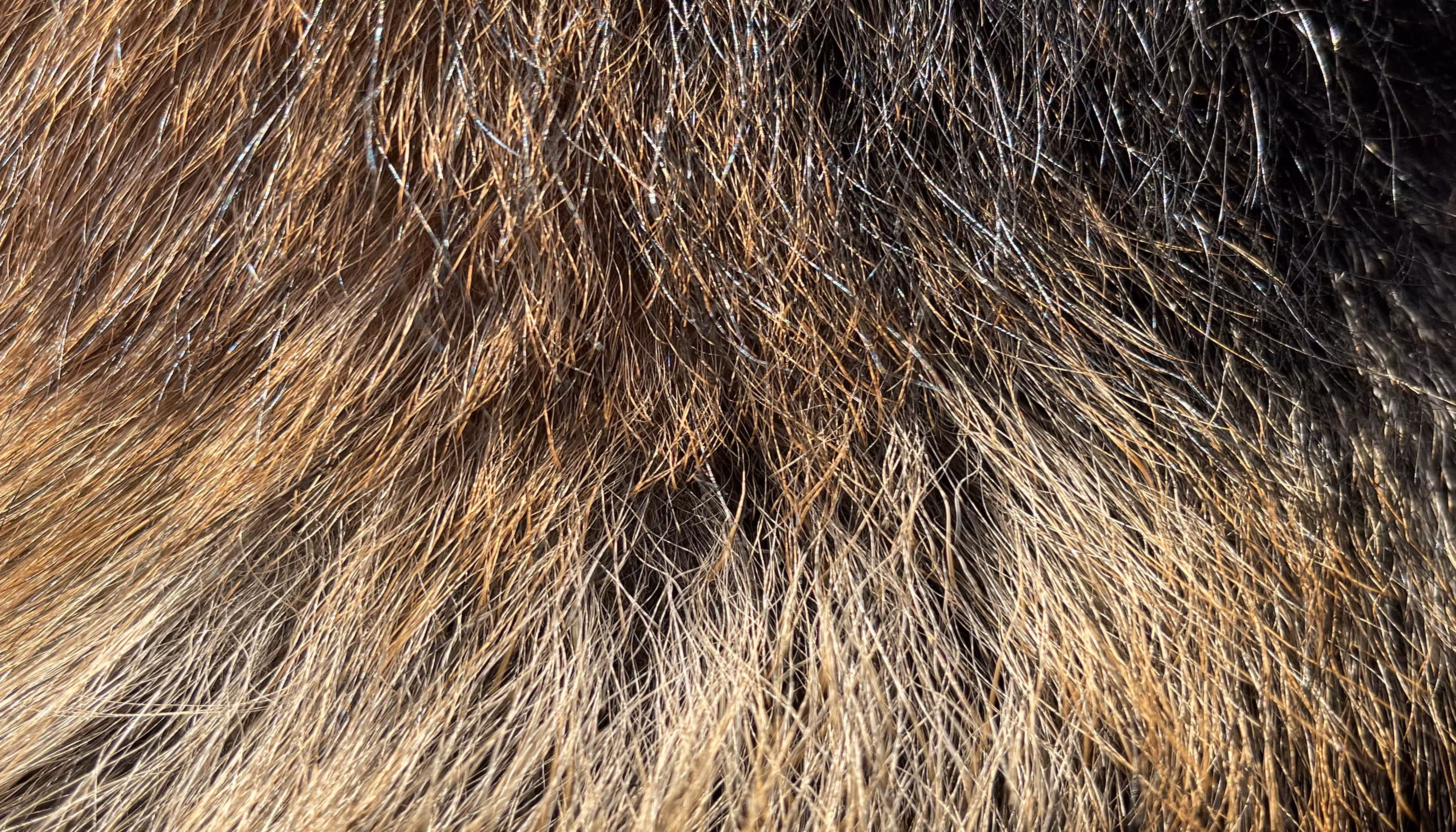 The Furs of Bella #12