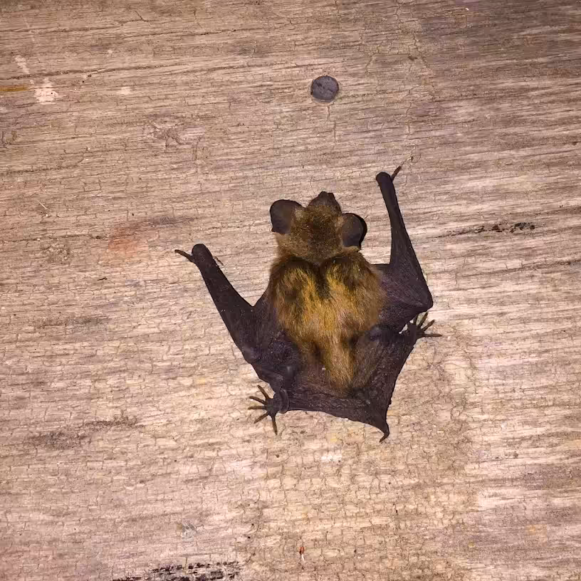 Eptesicus fuscus