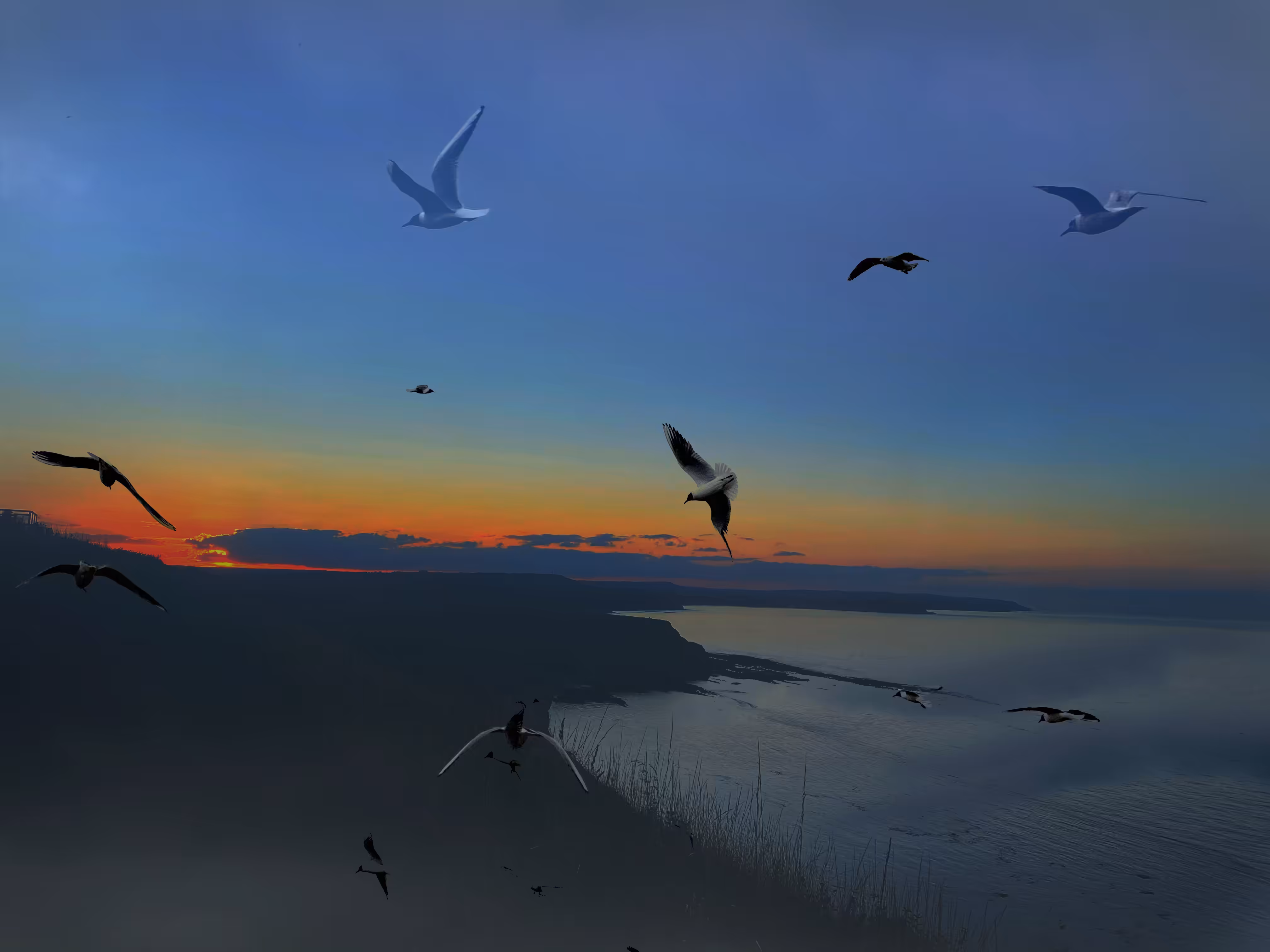 Birds on the Breeze