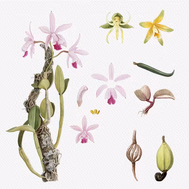 Botanical Illustration - Orchids 1 #24