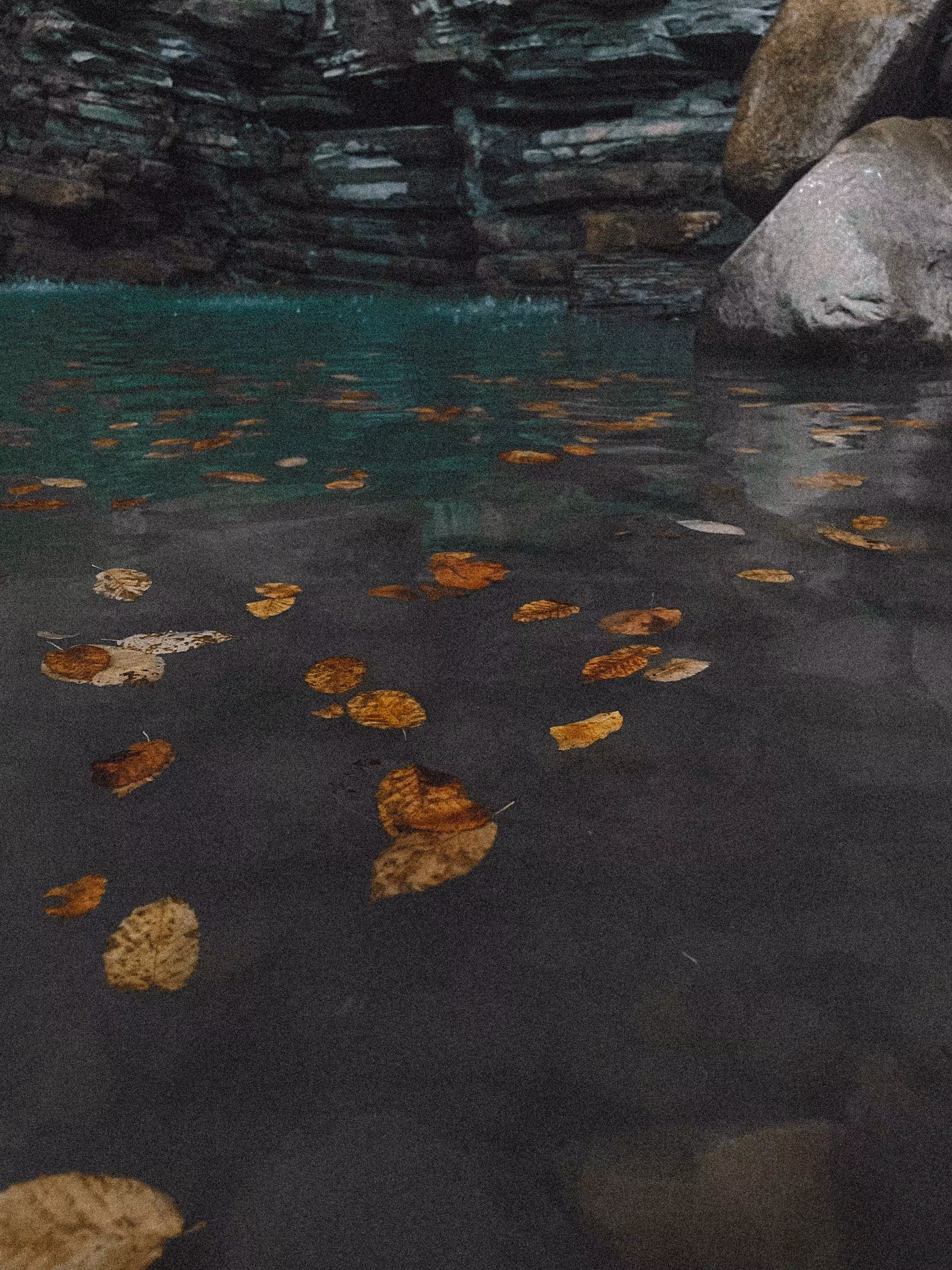 leaves 