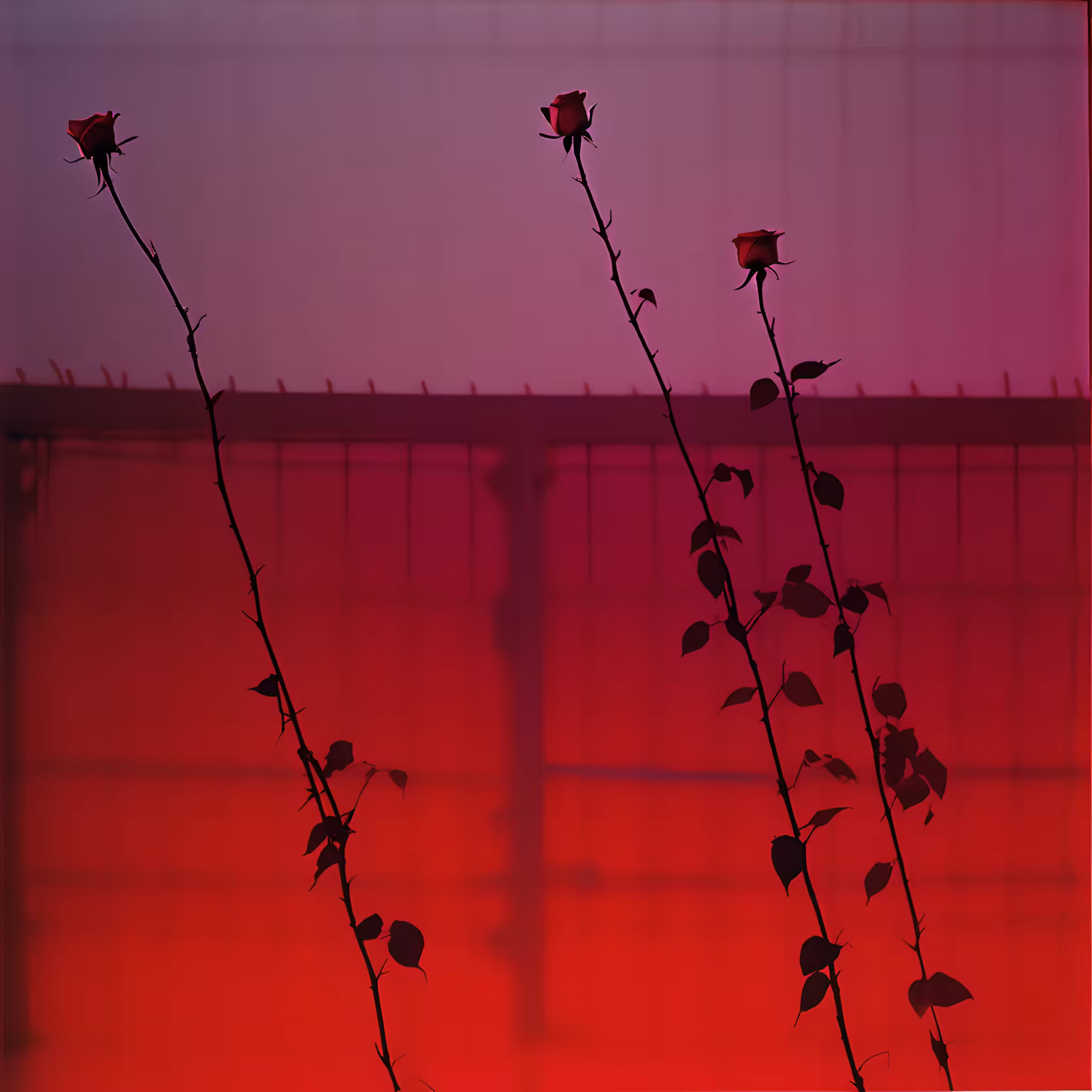 Between the hurricane and the wind #73