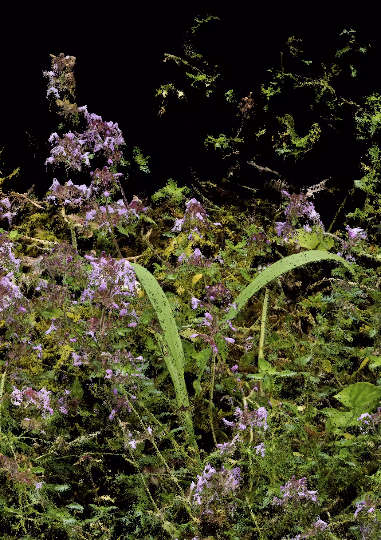 Overgrowth 0104