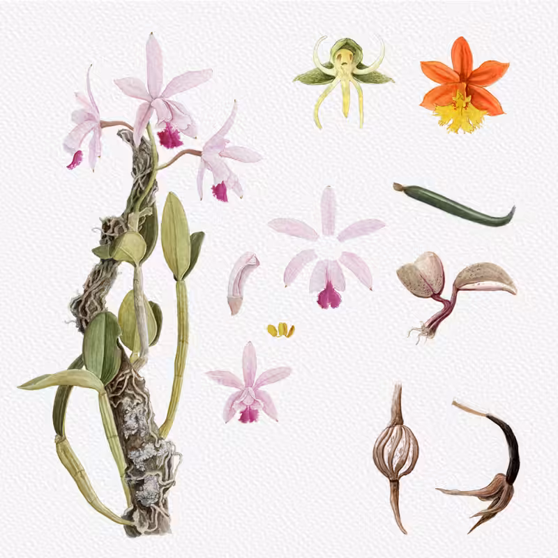 Botanical Illustration - Orchids 1 #11