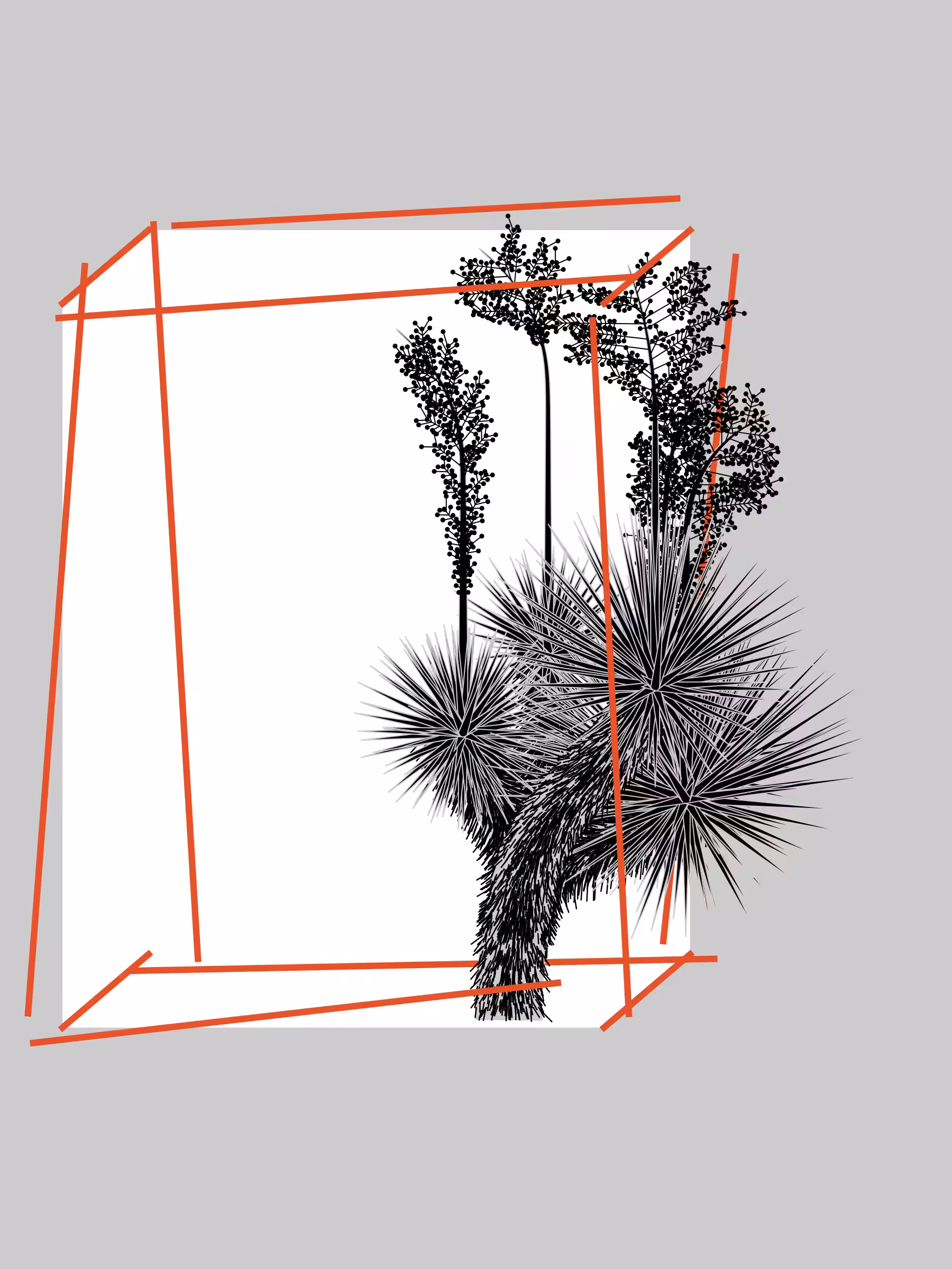 Marfa Yucca #9