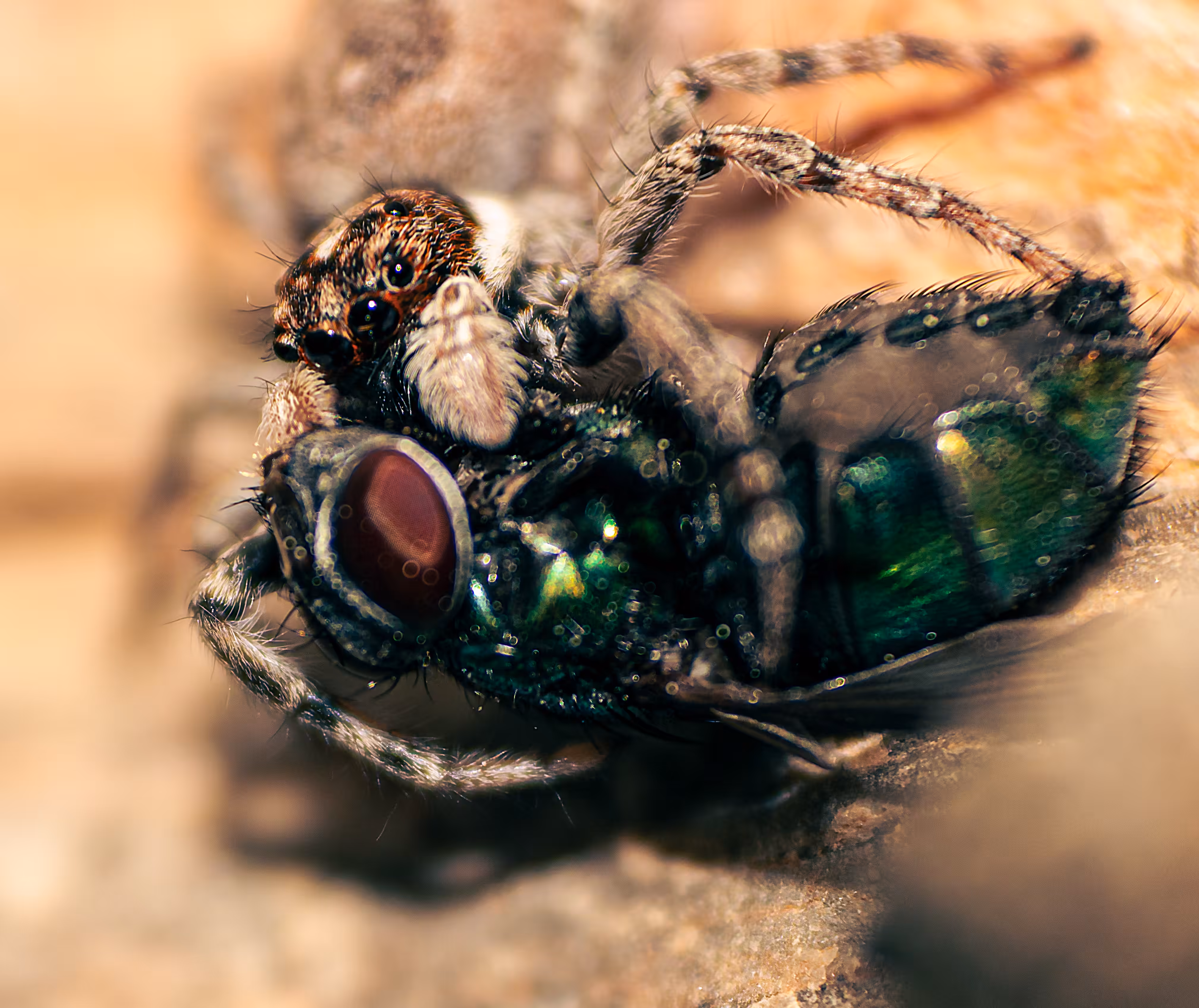 Just a spider #3