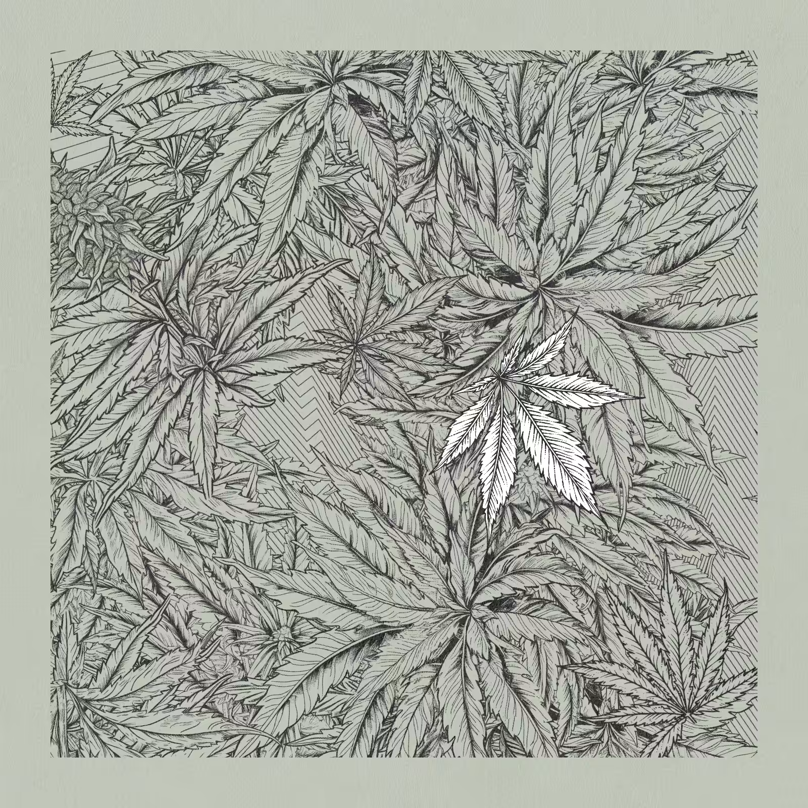 zancannabis #81
