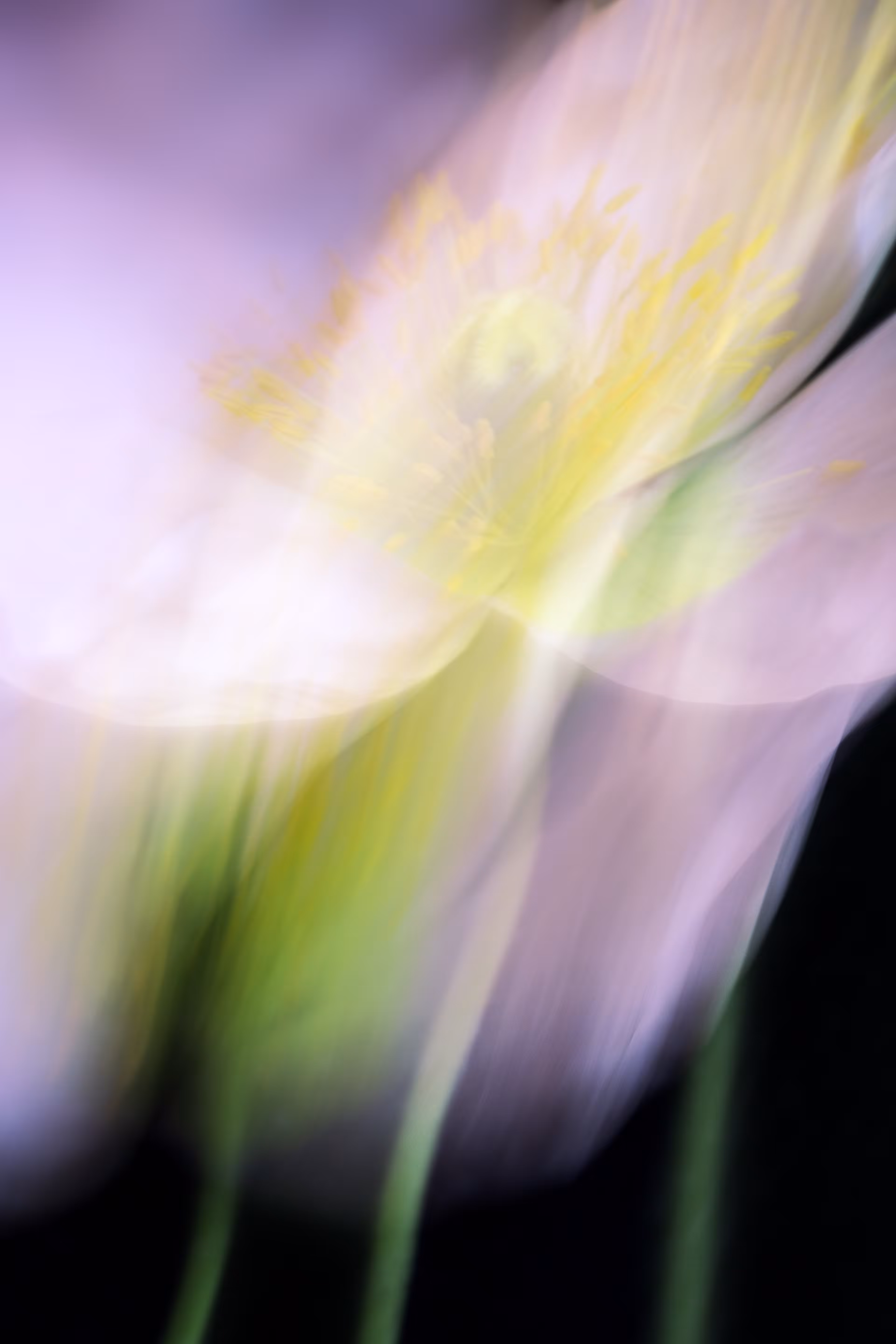 Macro Photography