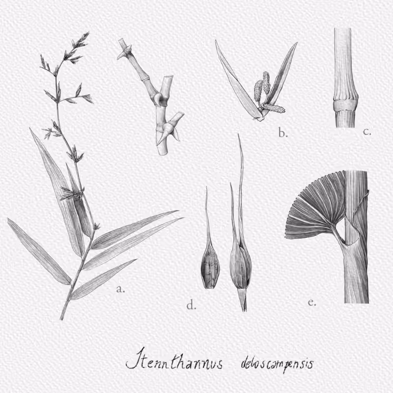 Botanical Illustration - Bambusoideae 1 #24
