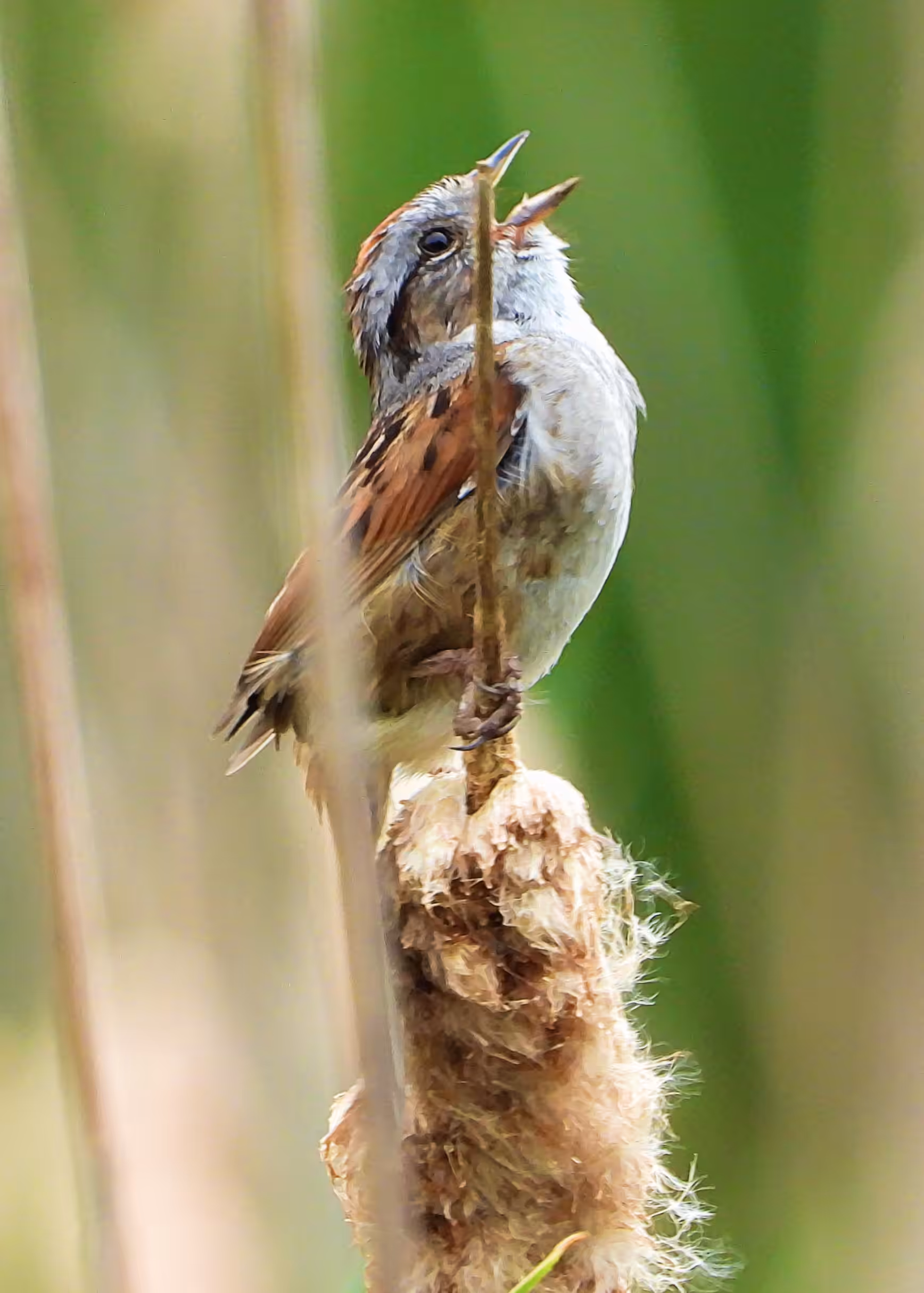 Flocksourced #019 - Swamp Sparrow