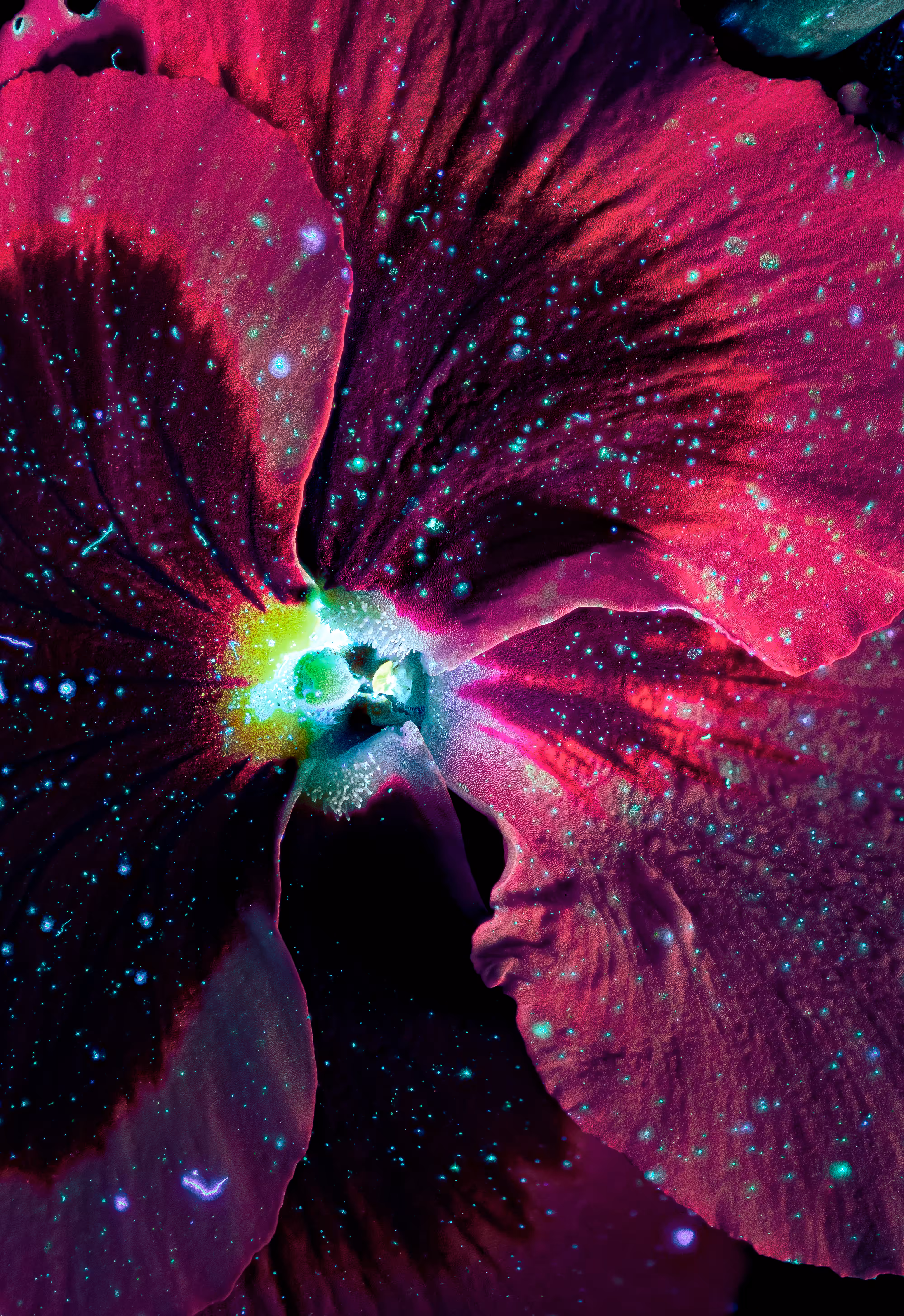 One Day One Flower: 12/04 • 2022