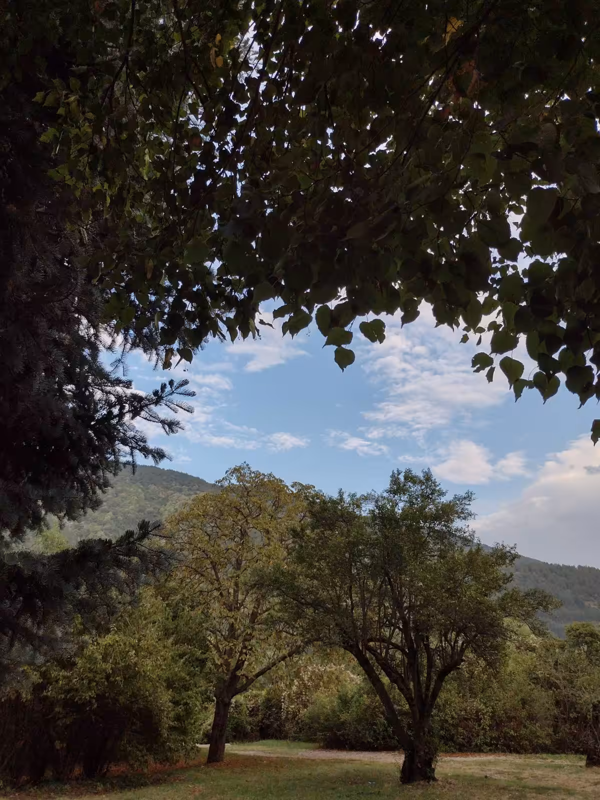 Waves of Time: Under the Canopy