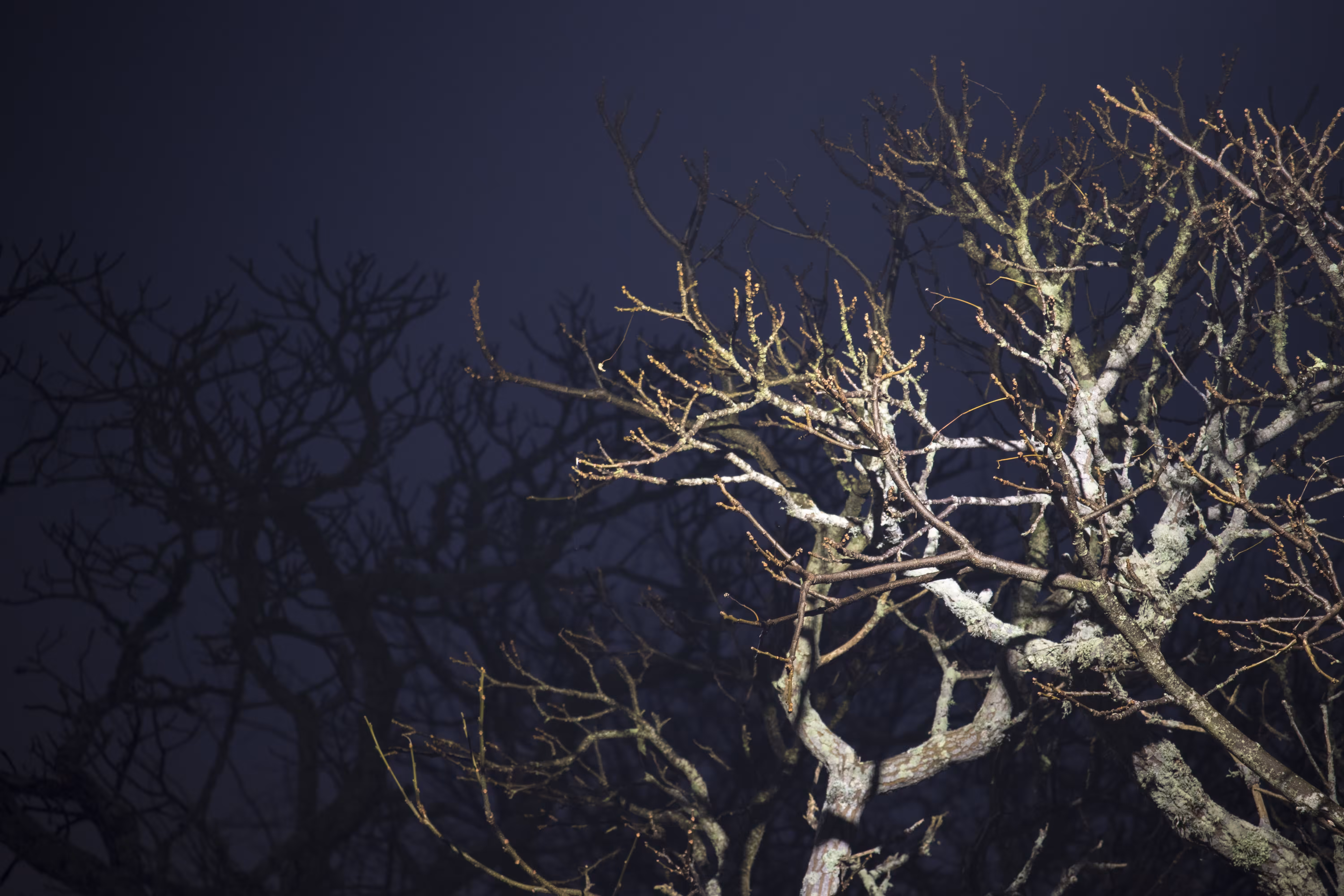 a fickle light #1
