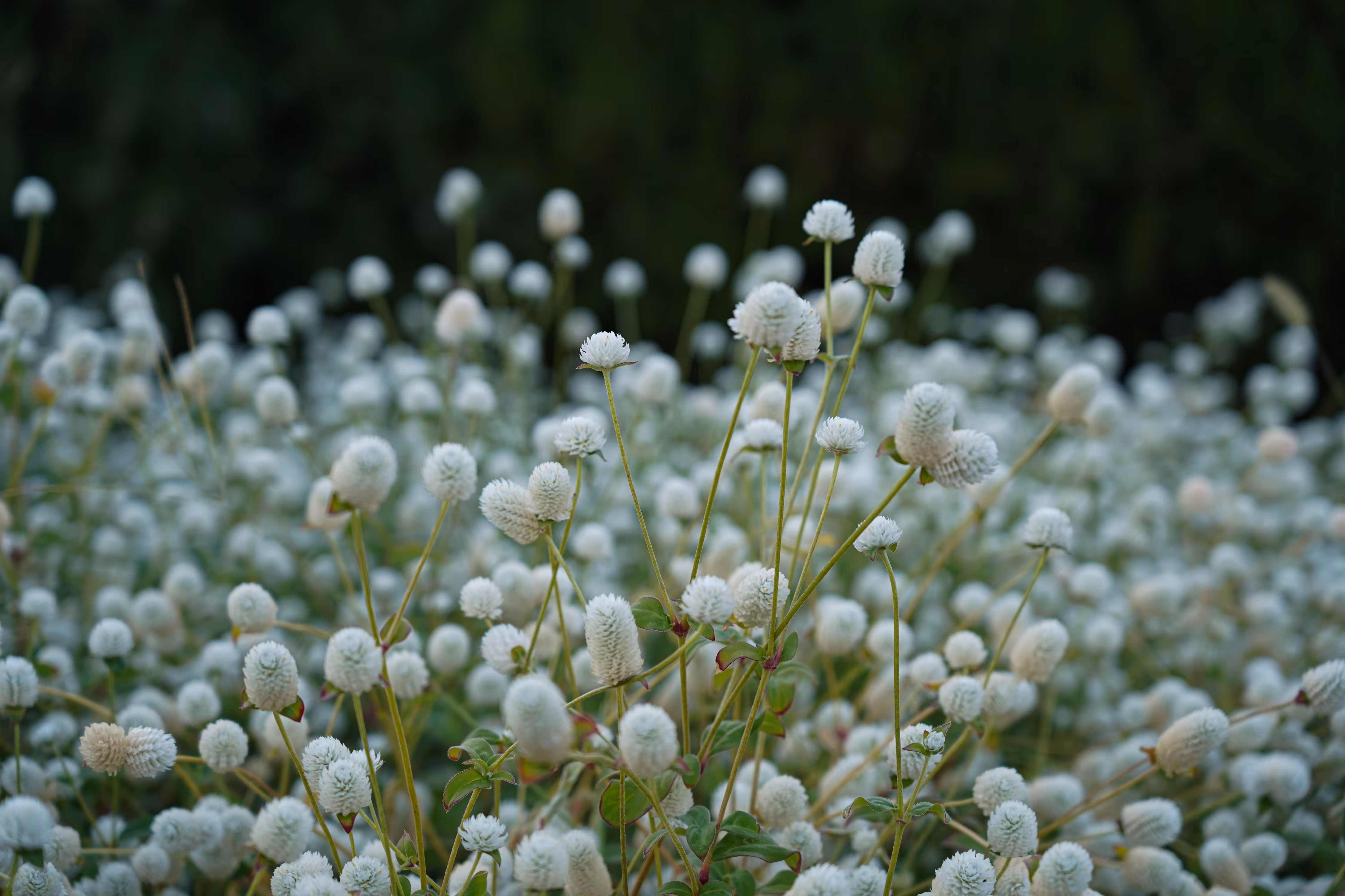 flowers: Summer Snow
