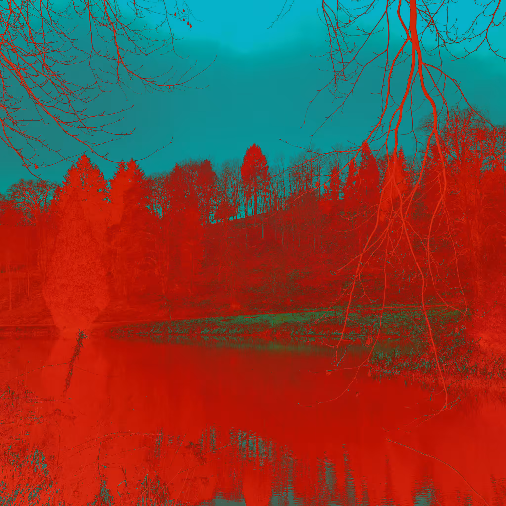 Magic Forest #1