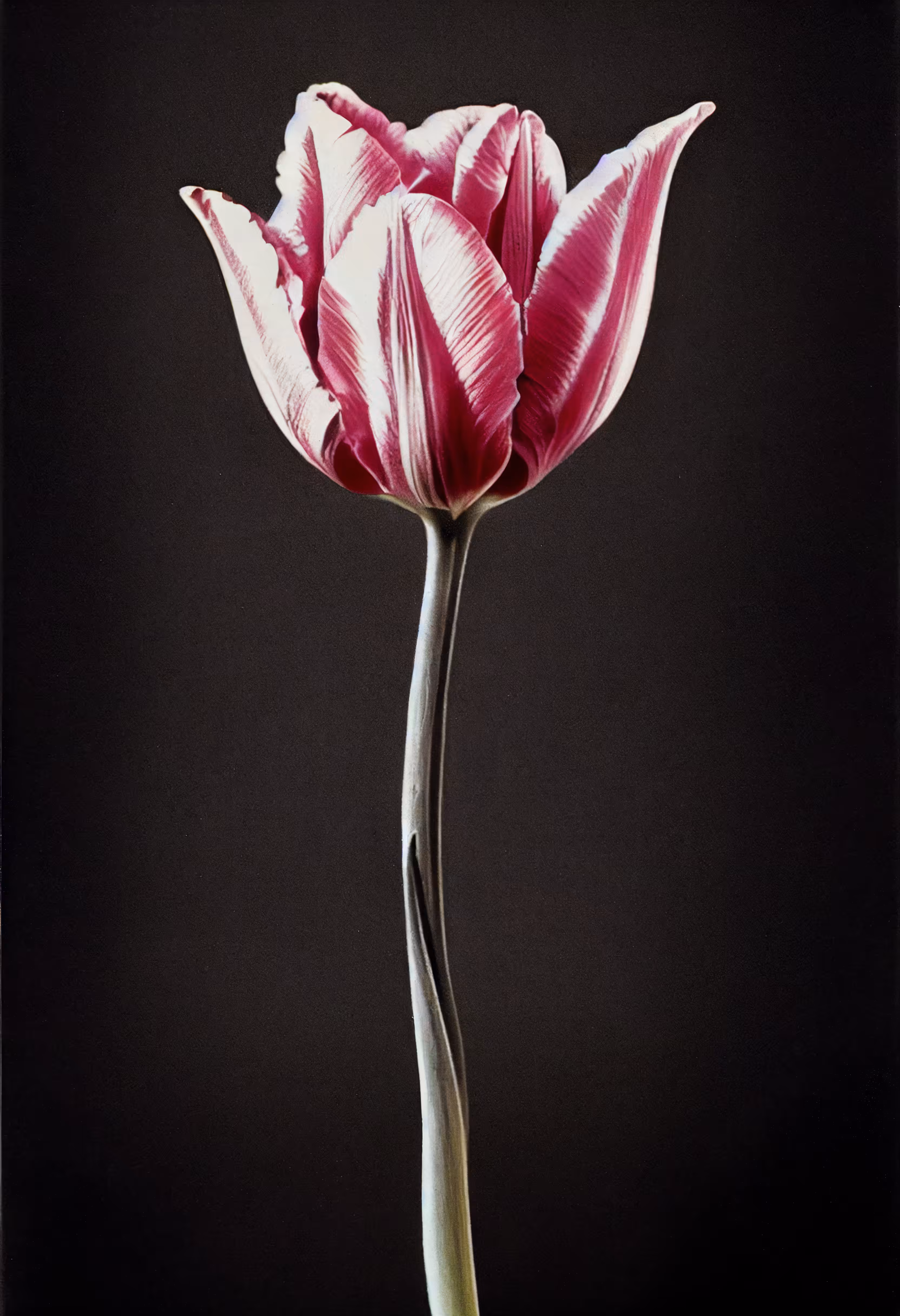 A Flower, Just For You. #125