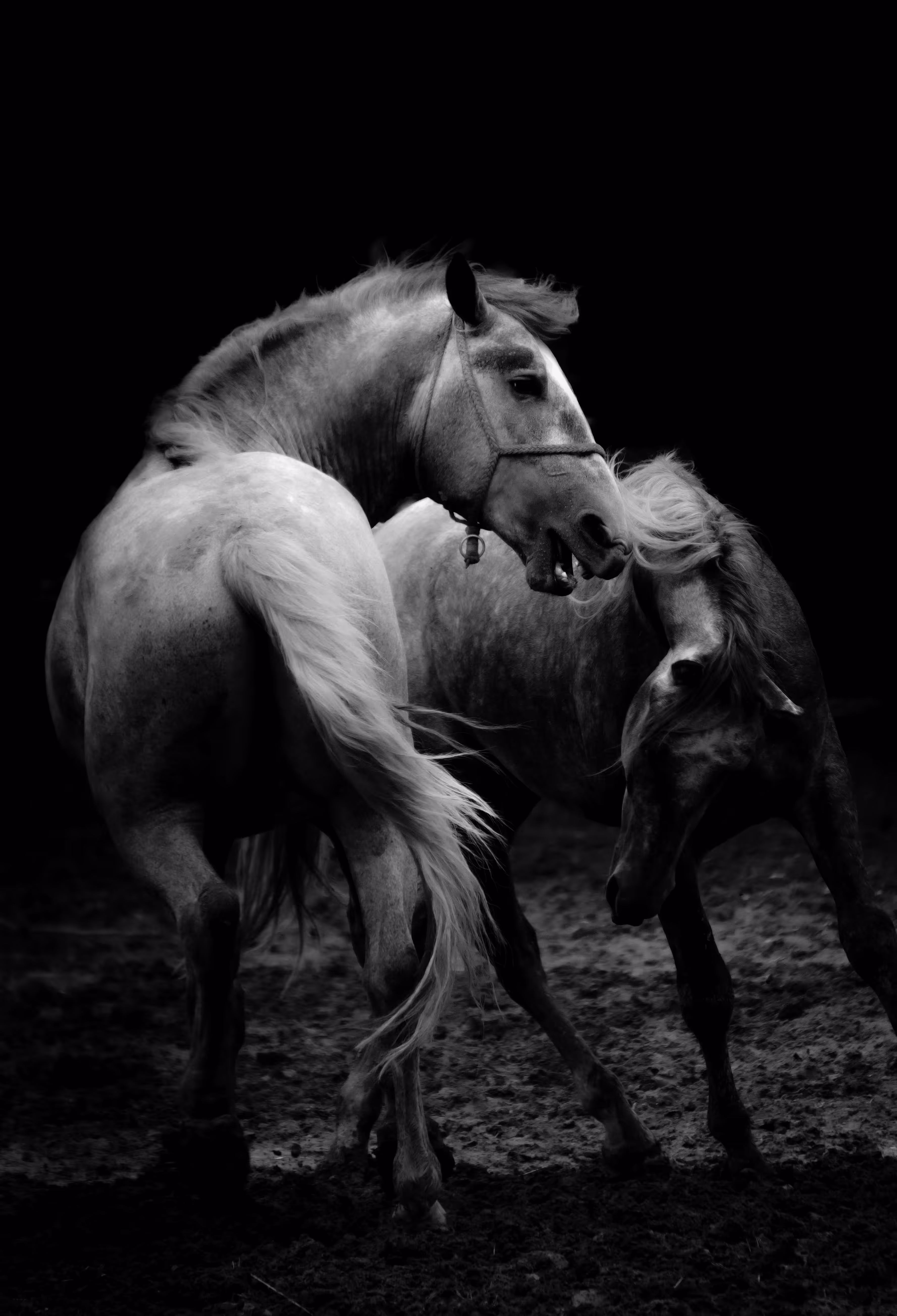 The Lippizaner Stallions