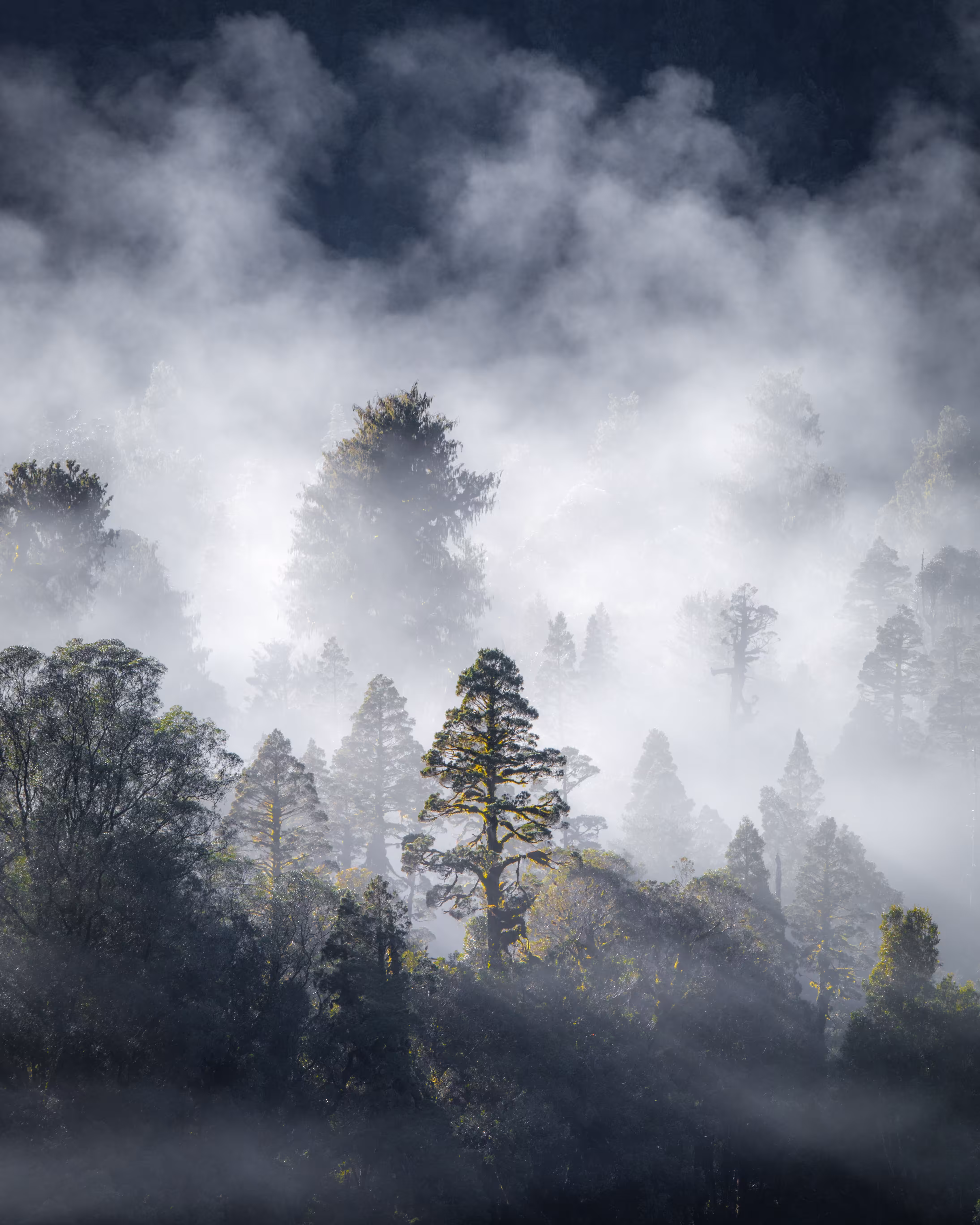 Dance of the mist