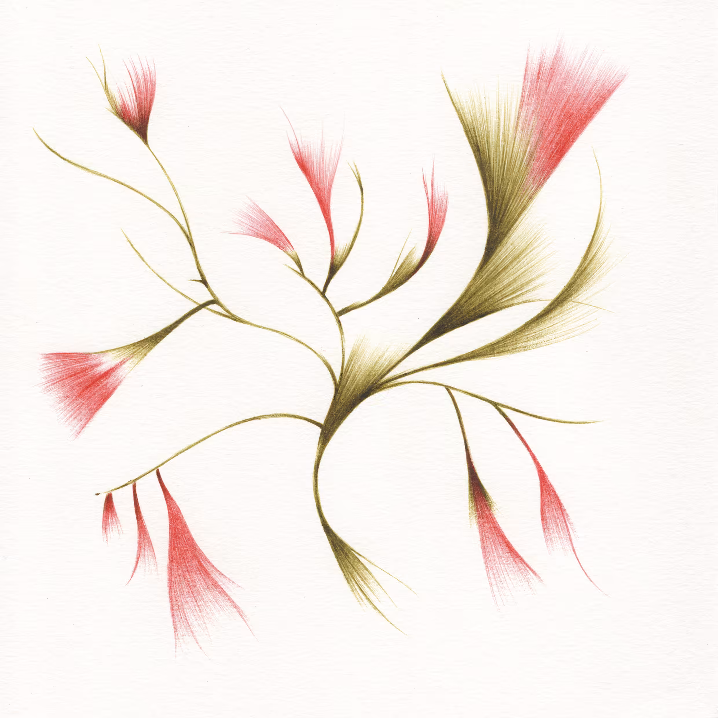 I see the desert bloom