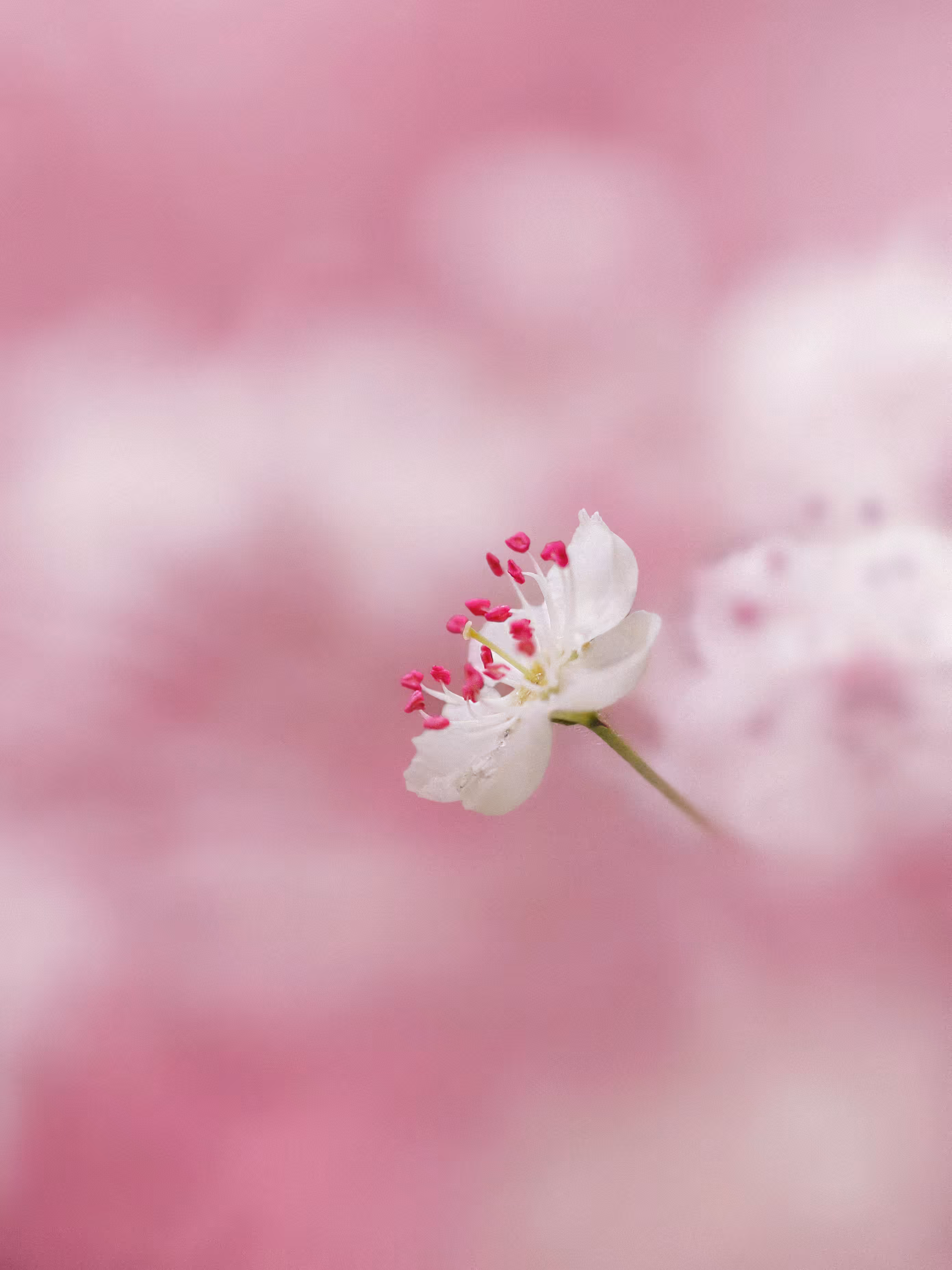 Pastel Hues