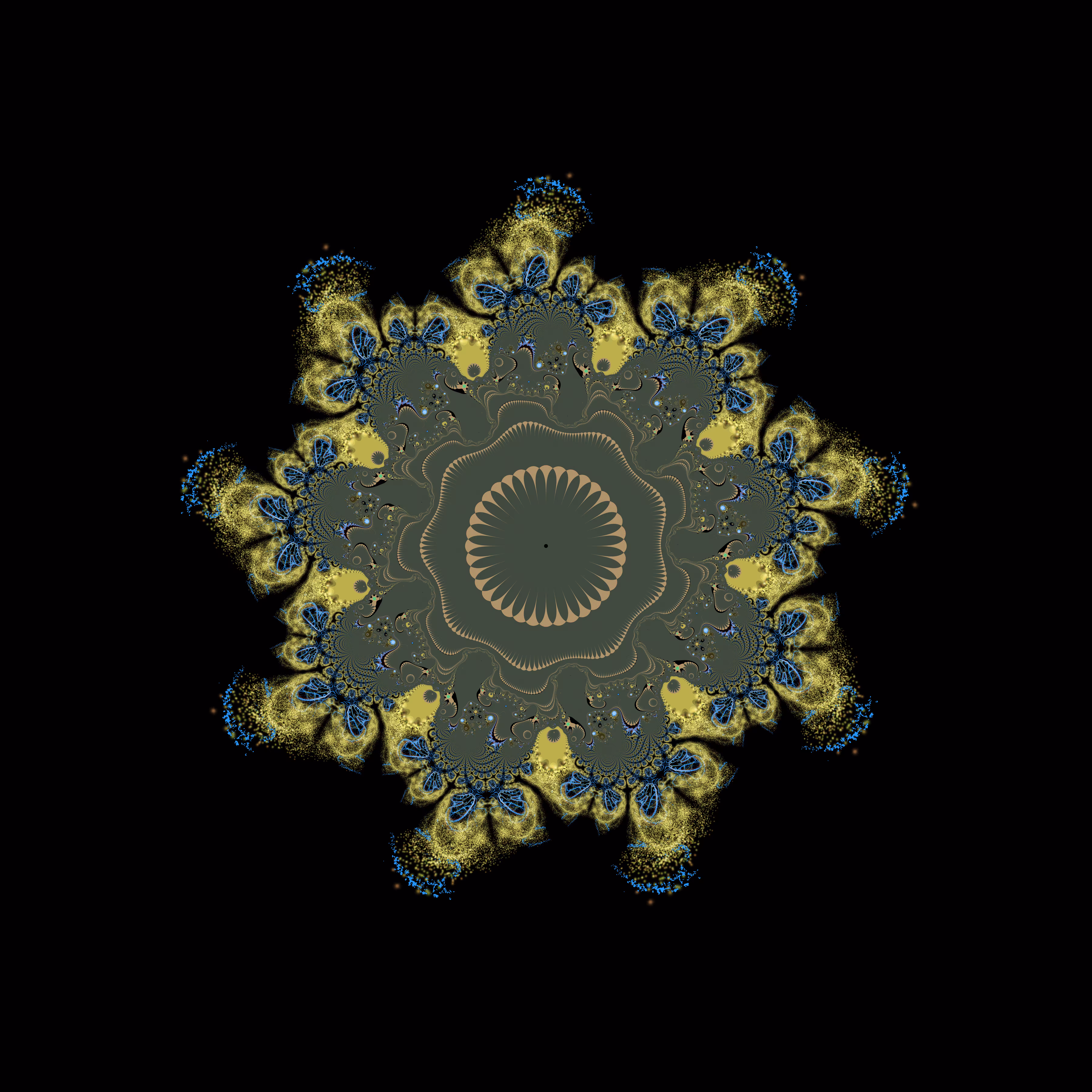 Shtern Anemone