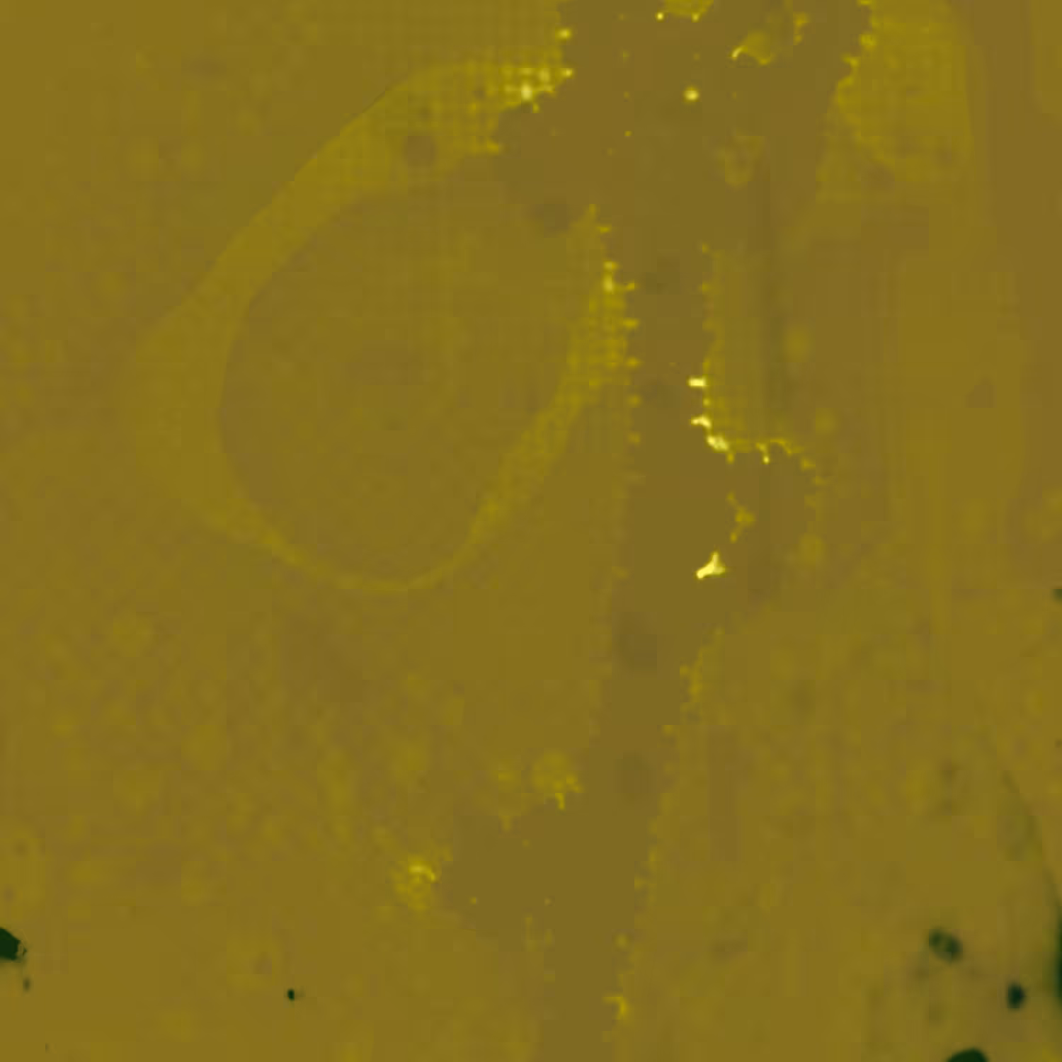 VINES 01