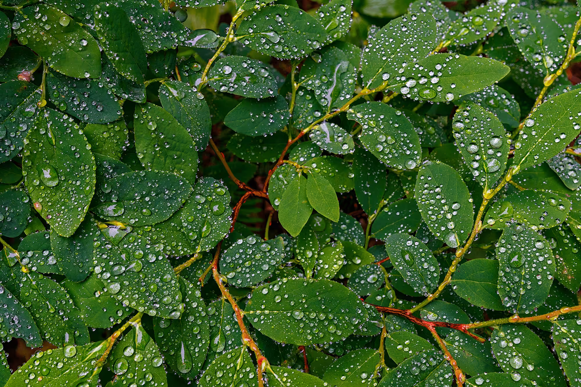 Drops In The Bucket | Aaron Reed Photography