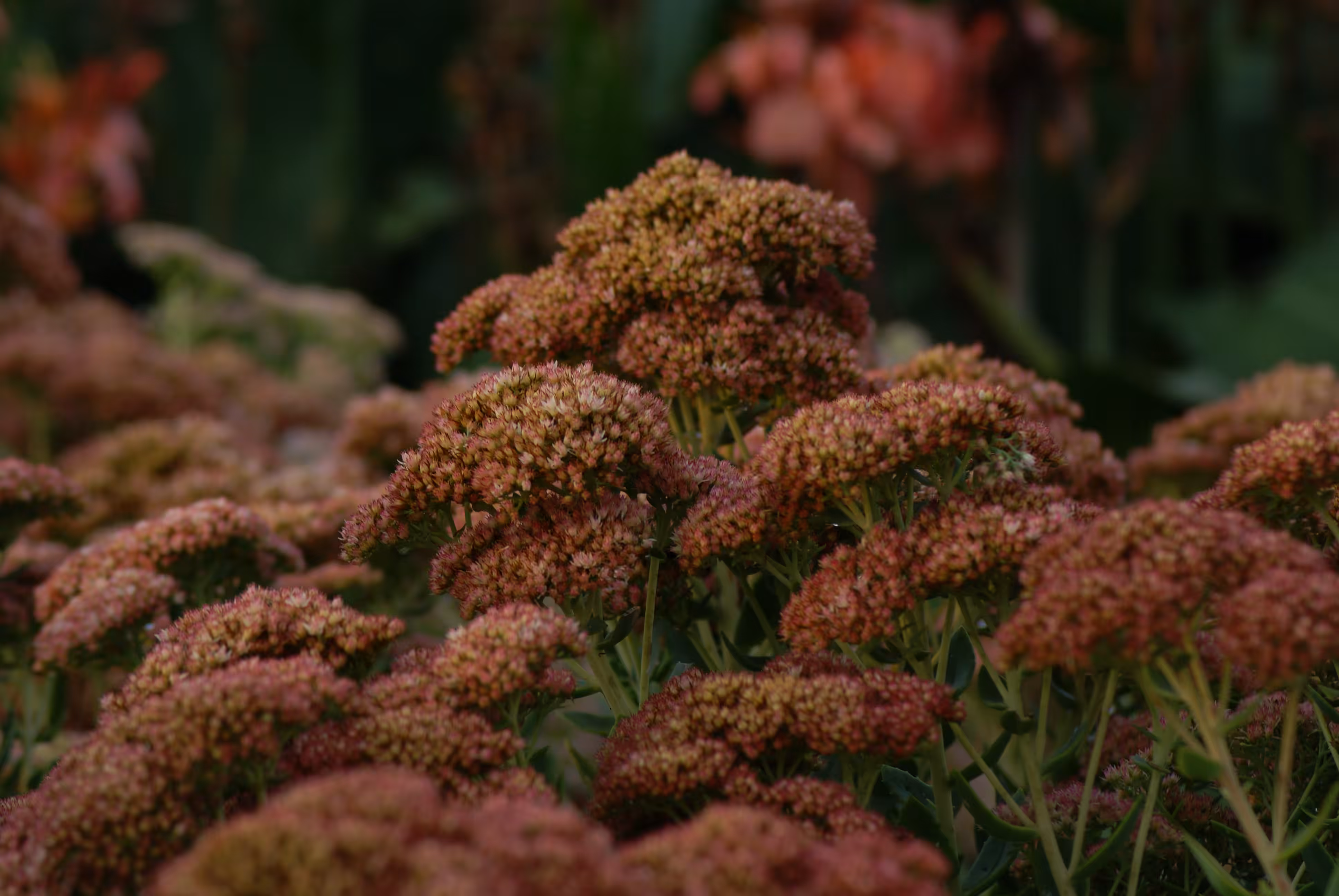 Flowers at the Arboretum, no.2, 2016