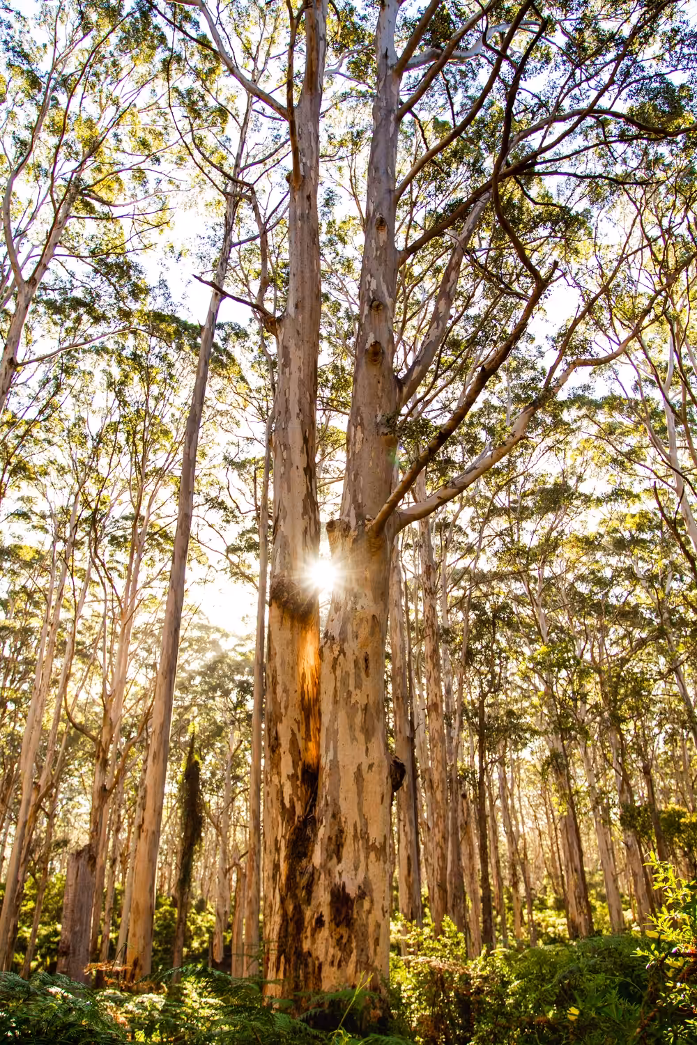 Boranup Forest