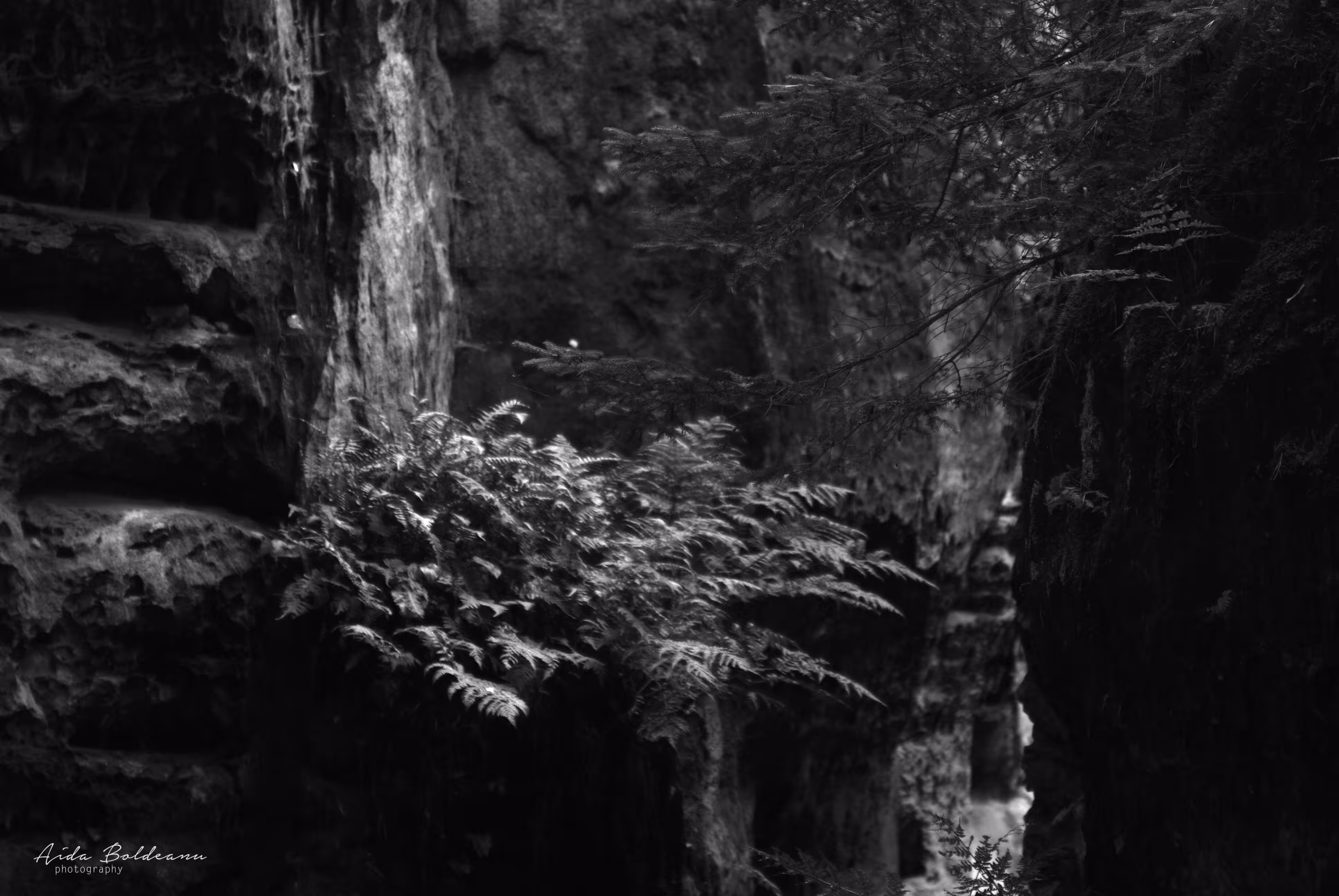 Rodeo posts: Nature