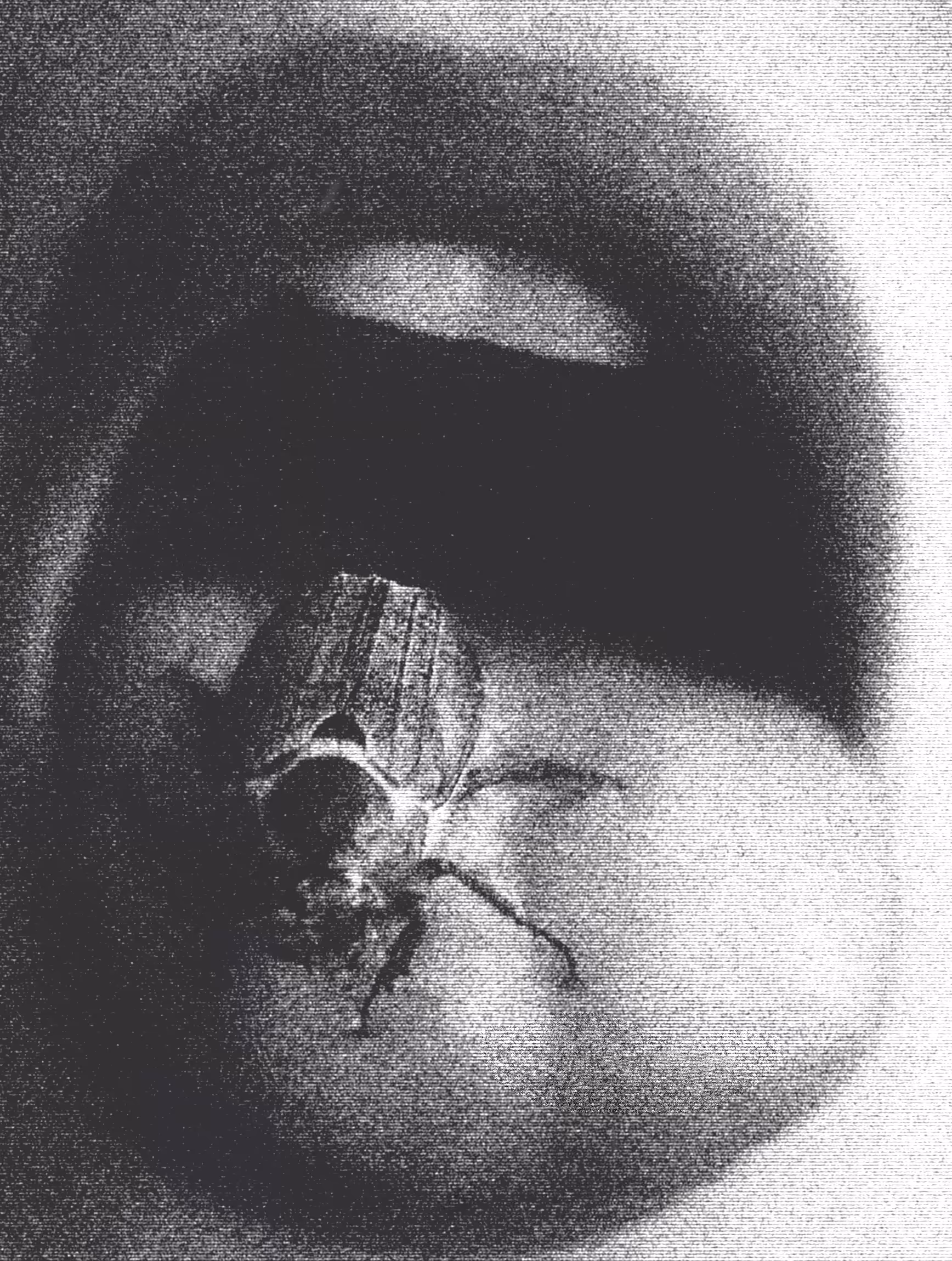 bug
