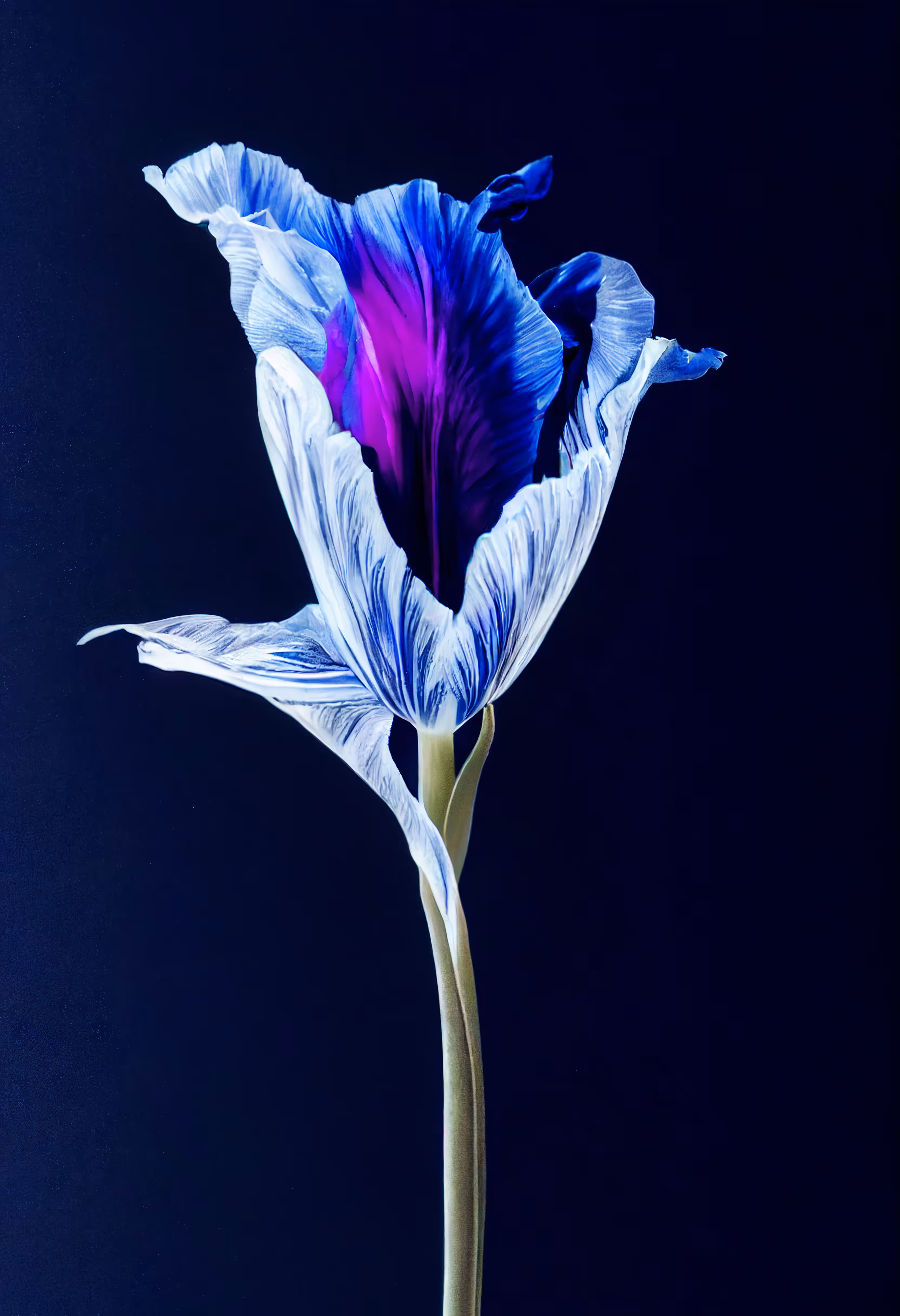 A Flower, Just For You. #241