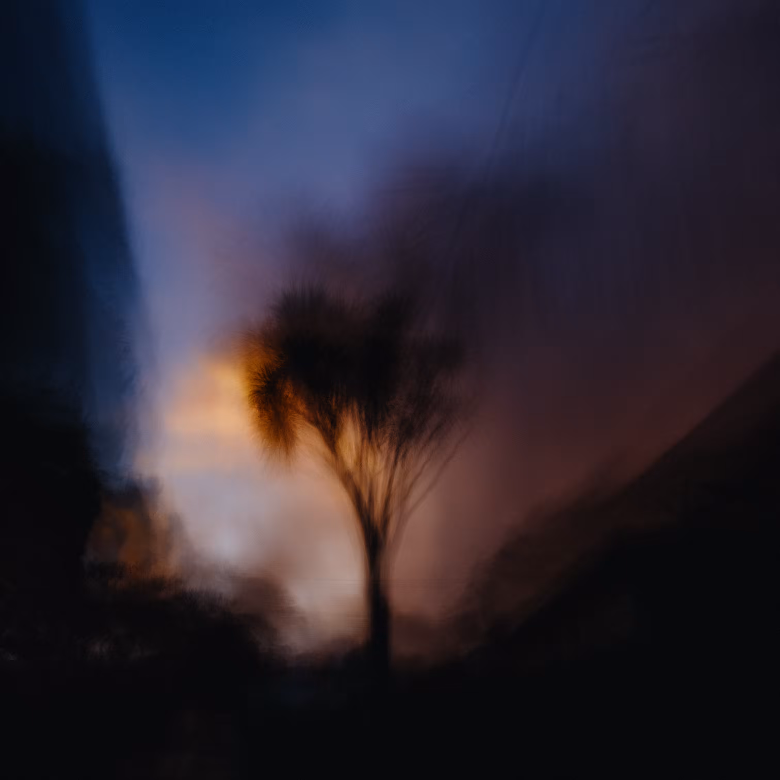 Smoke Tree
