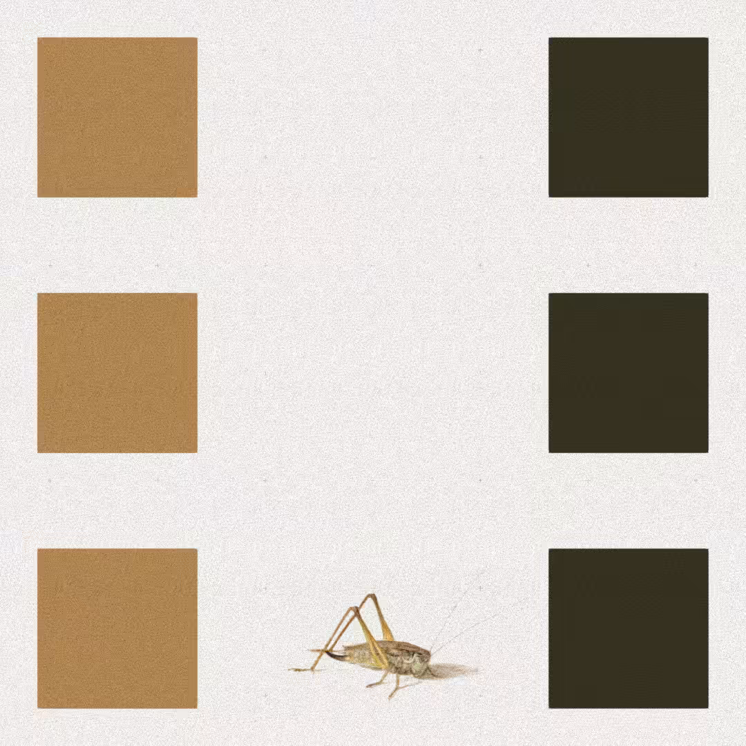 Grasshopper #67