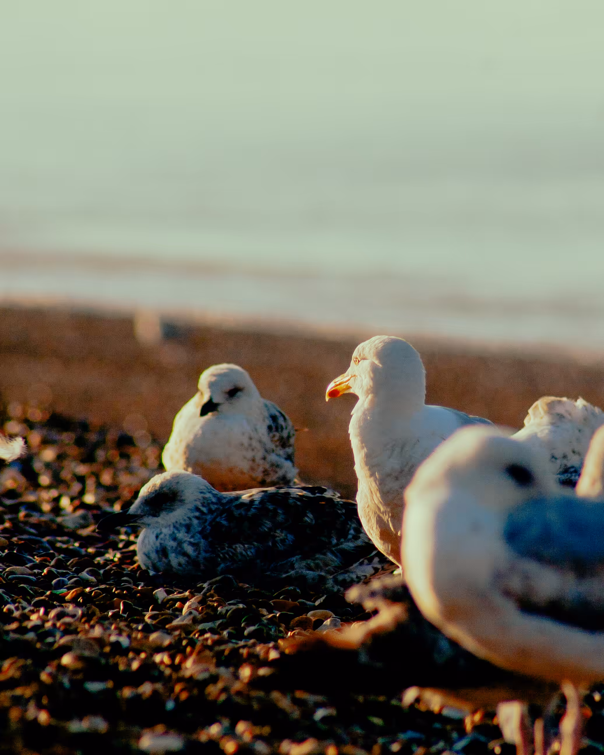 Seagulls - Portraits 3
