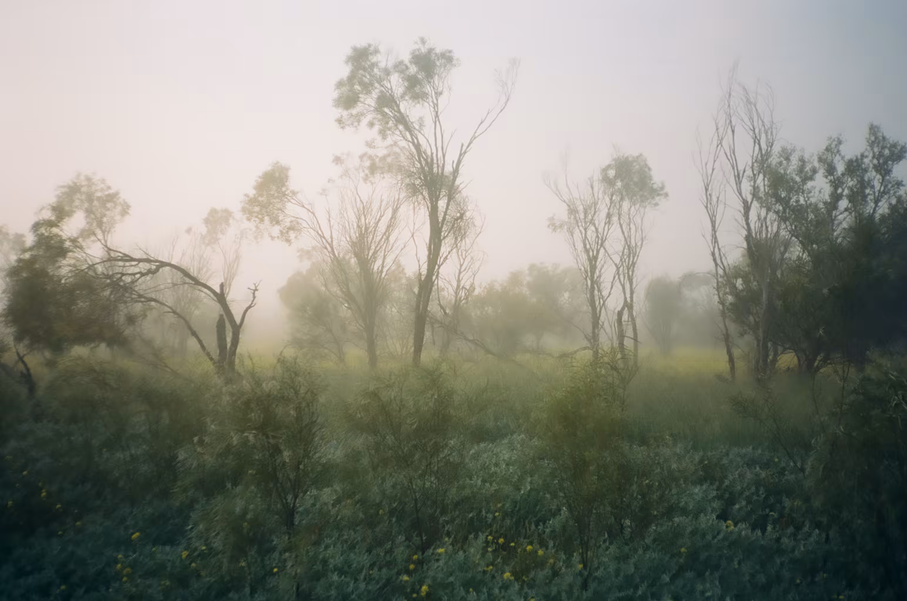Day44- morning/tree shapes