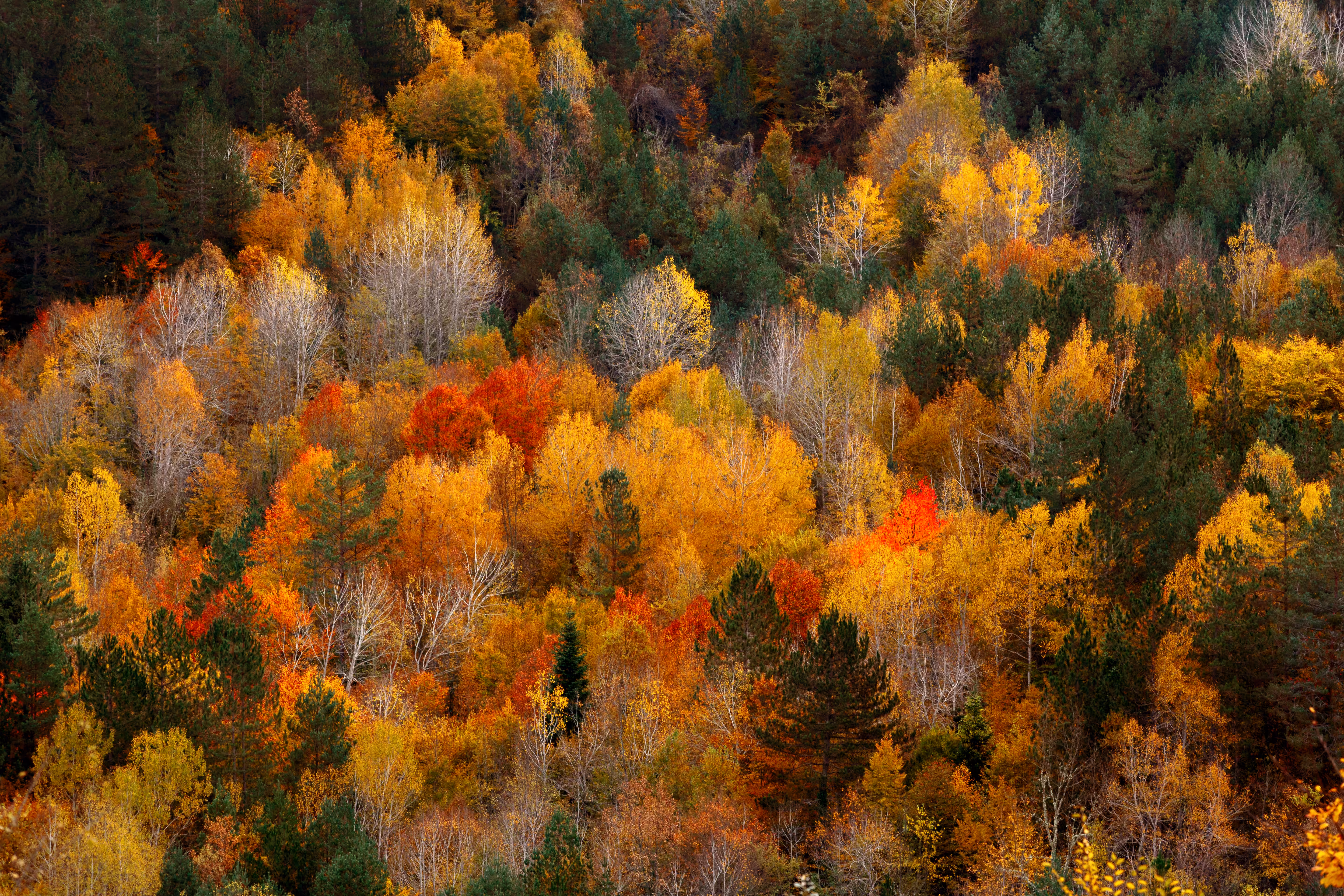 Autumn in Kure Mountains