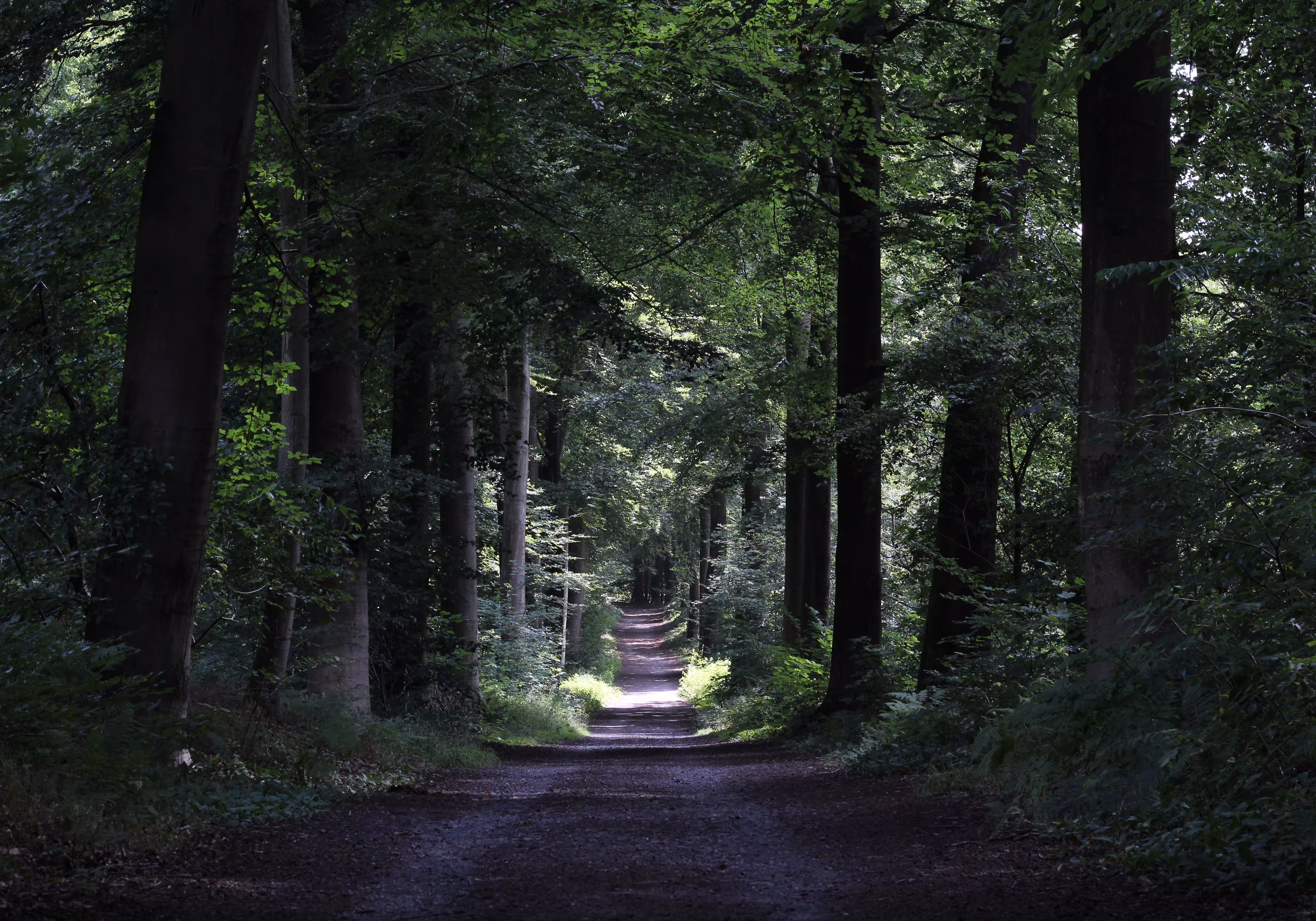 Camino