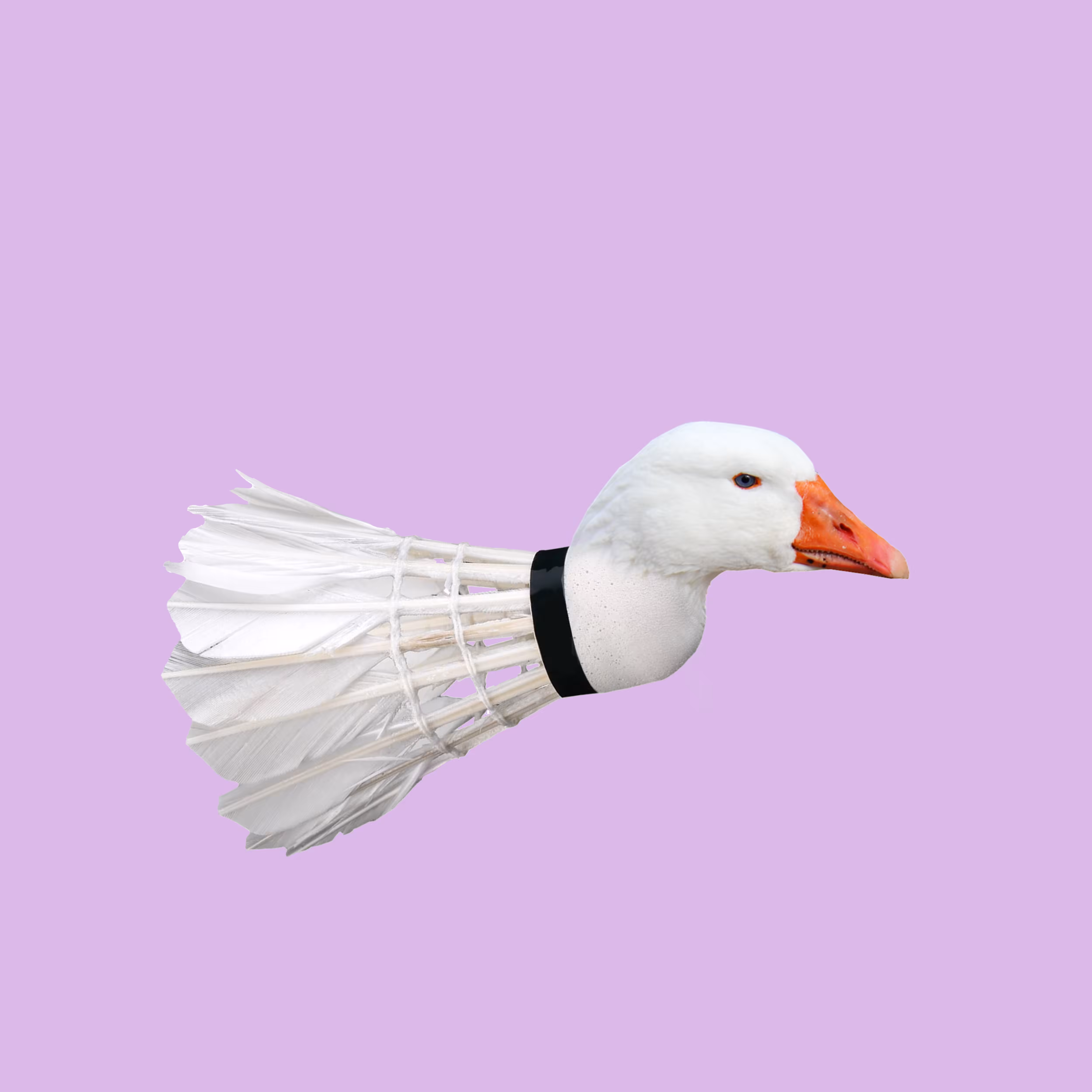 White Shuttle Swan
