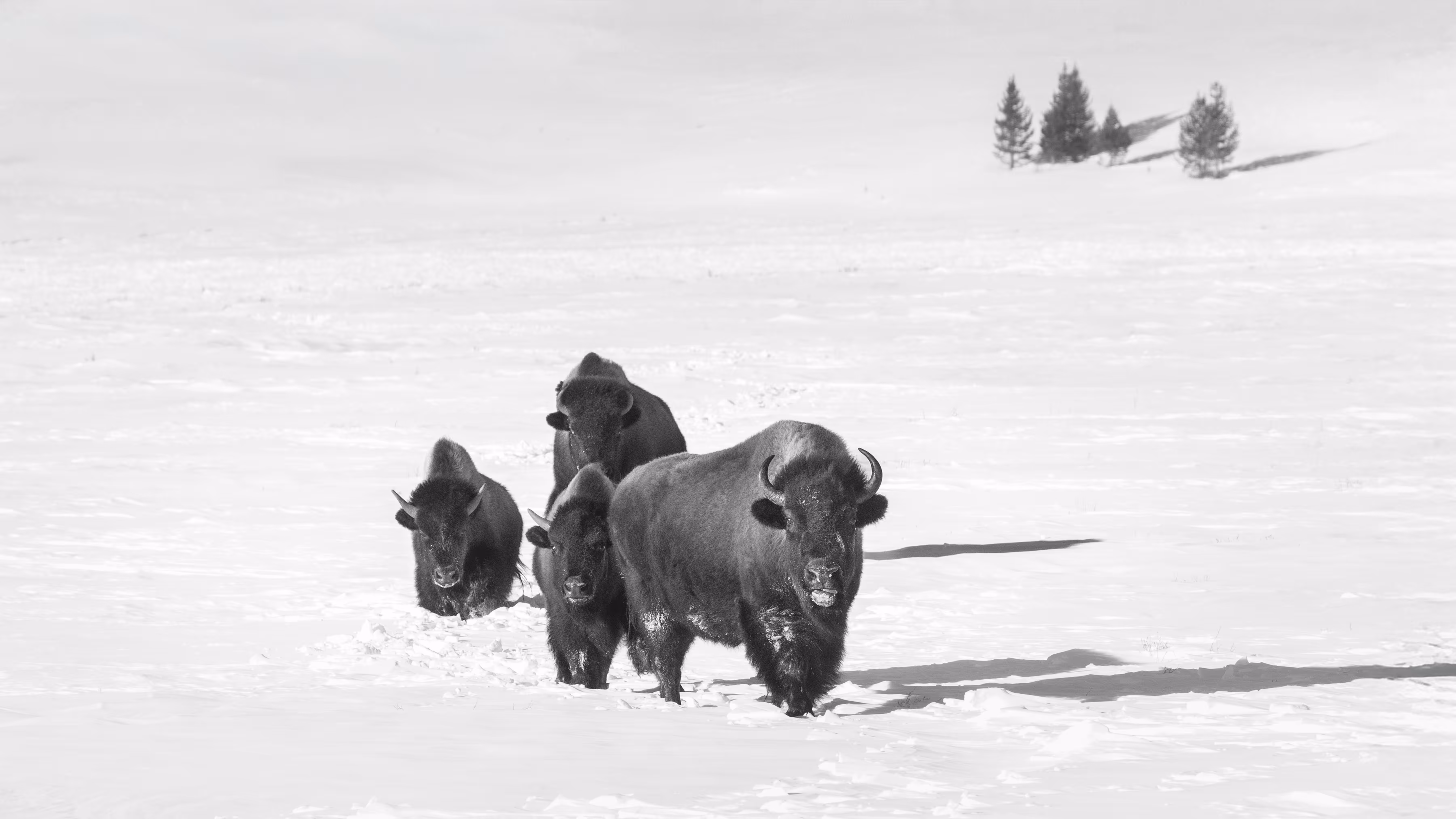 The Resilient Herd