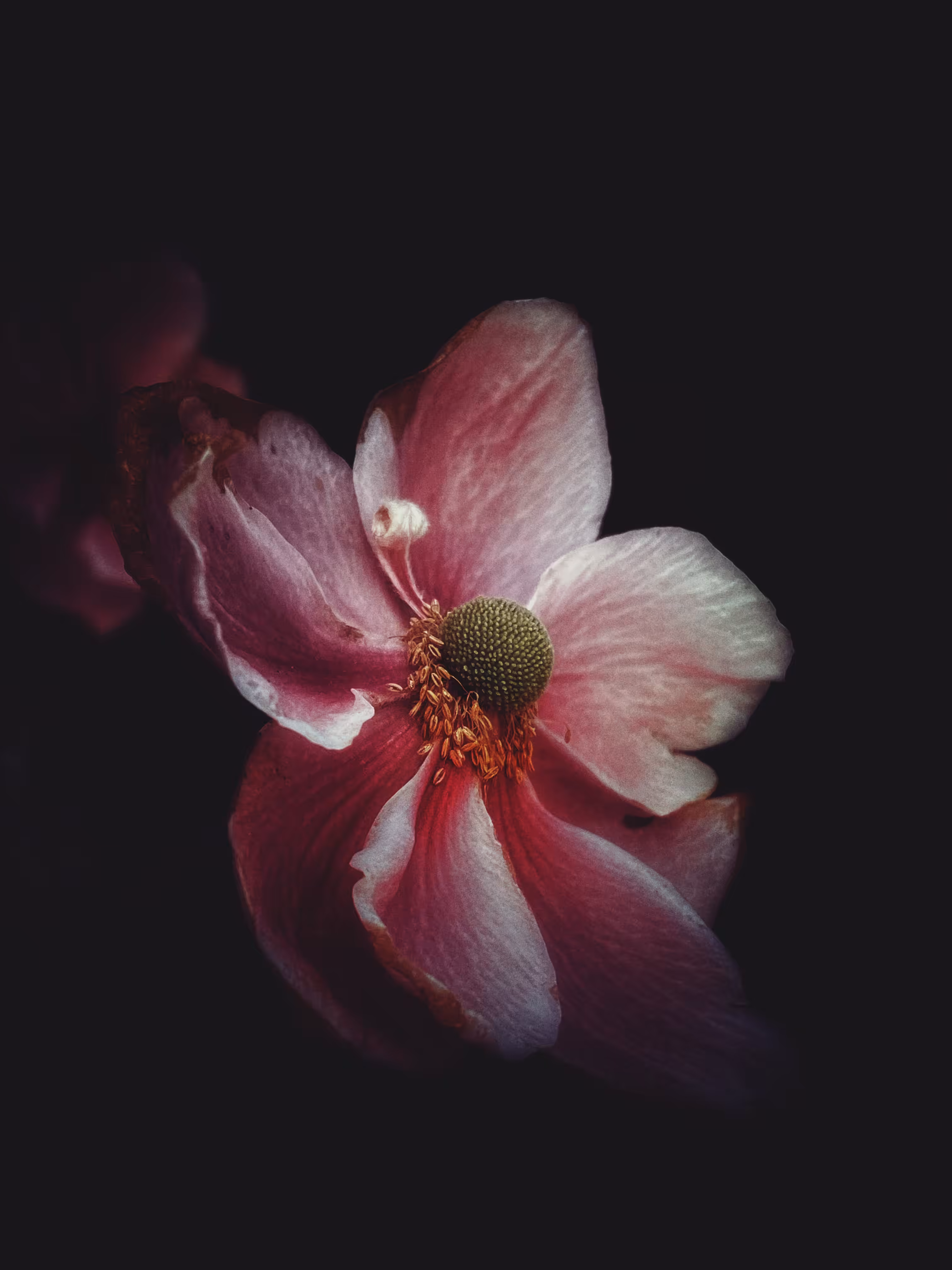 Dark Dreams