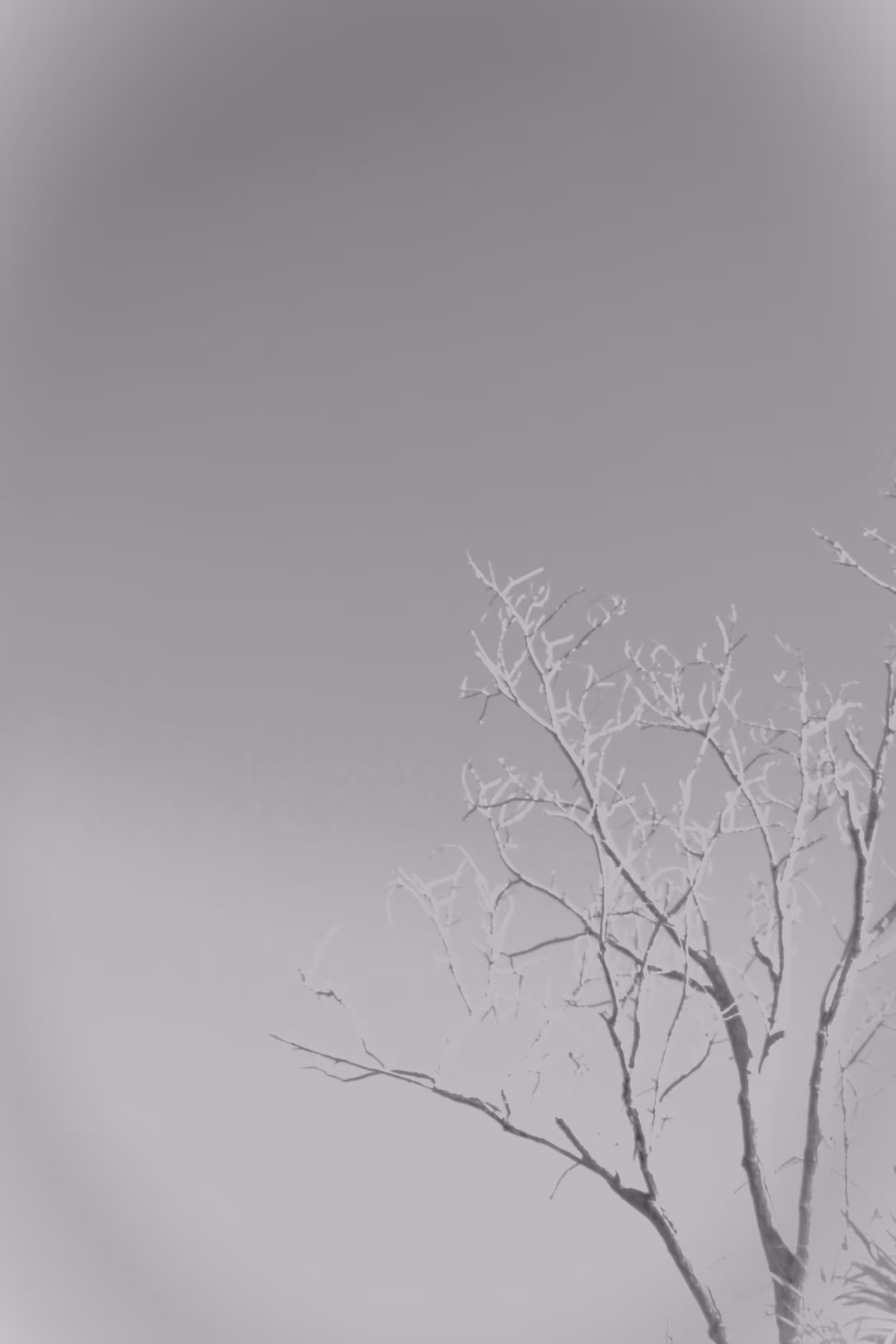 Dry branches- a monochrome experiment