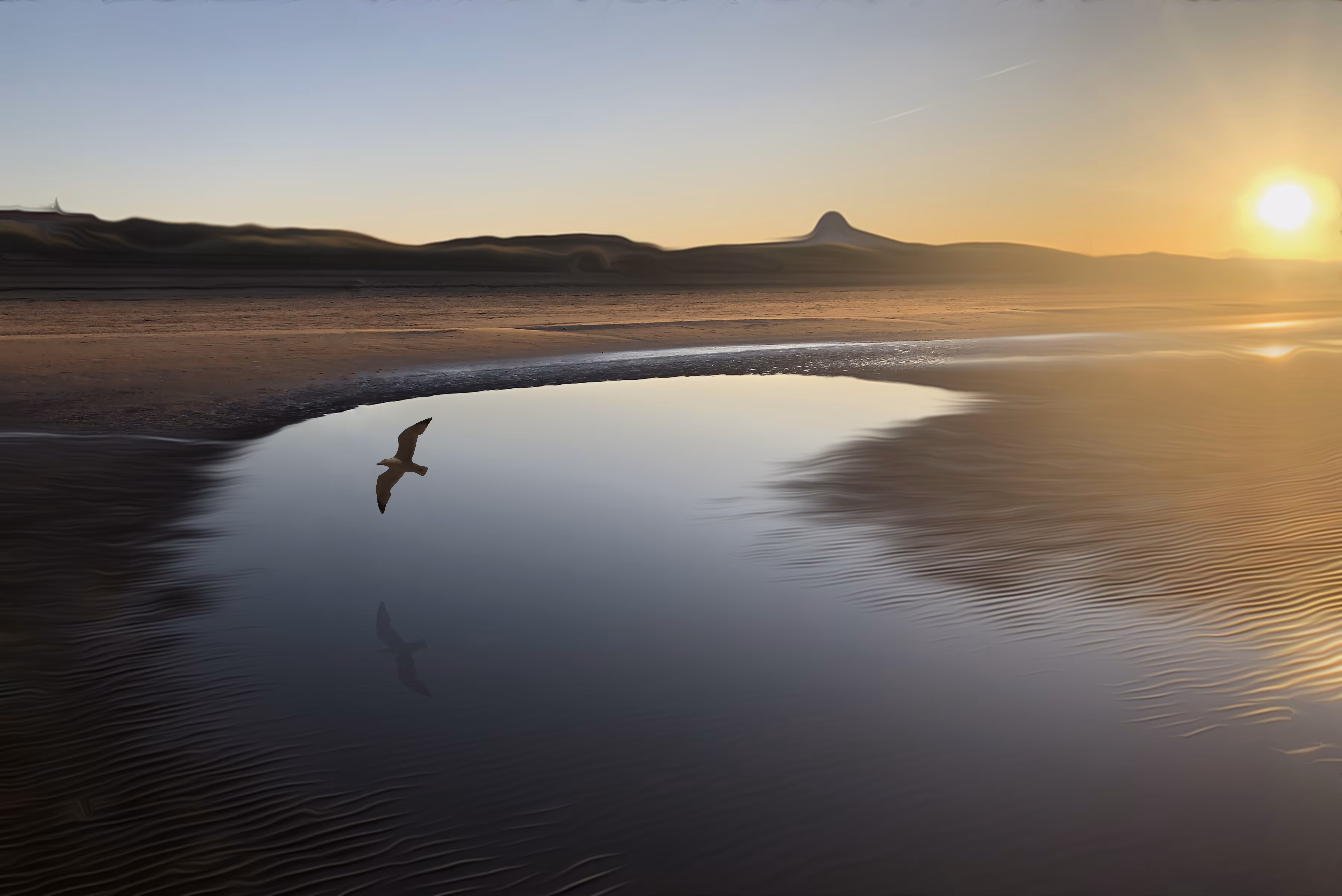 Bird Reflection