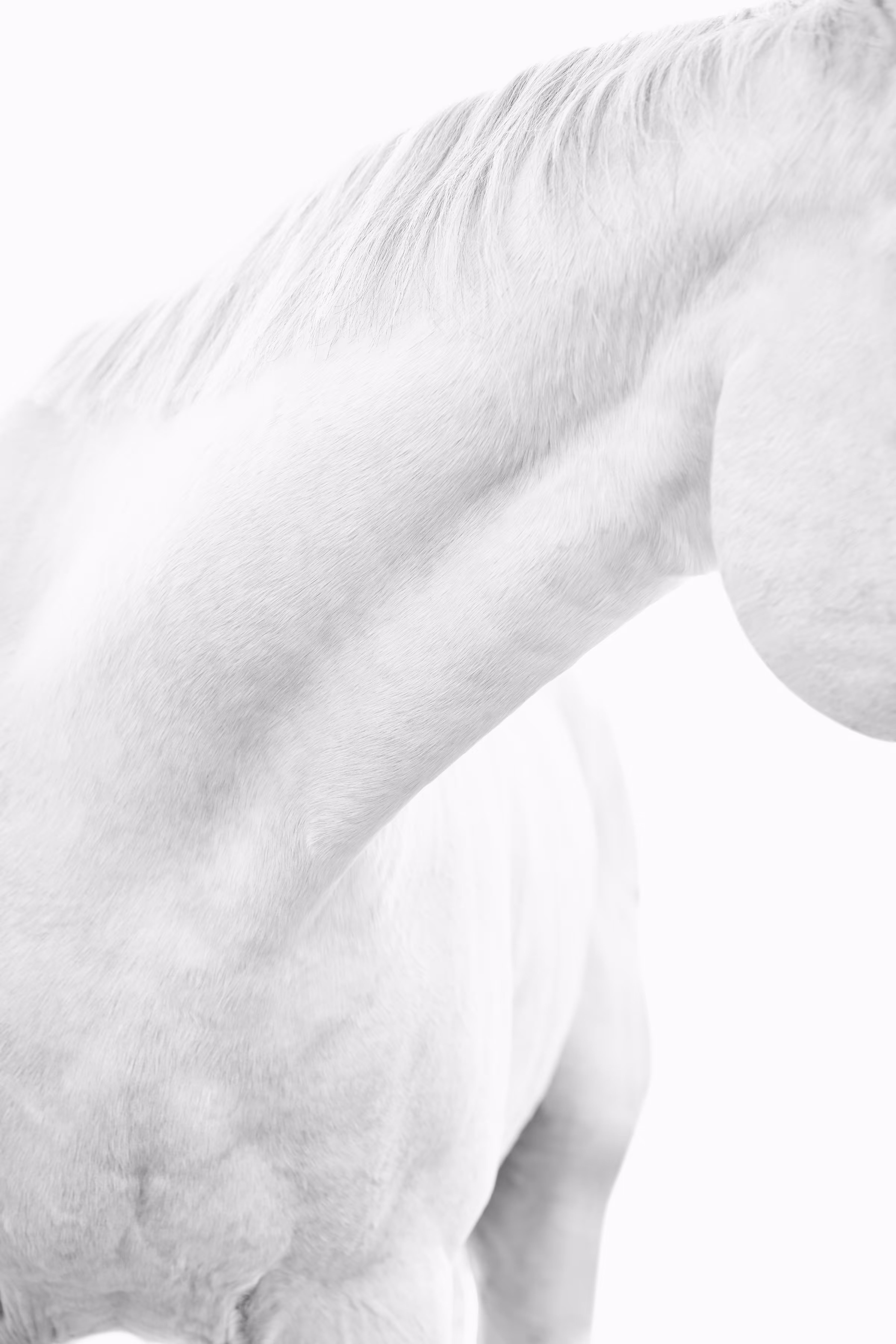 White Horse Detail 1