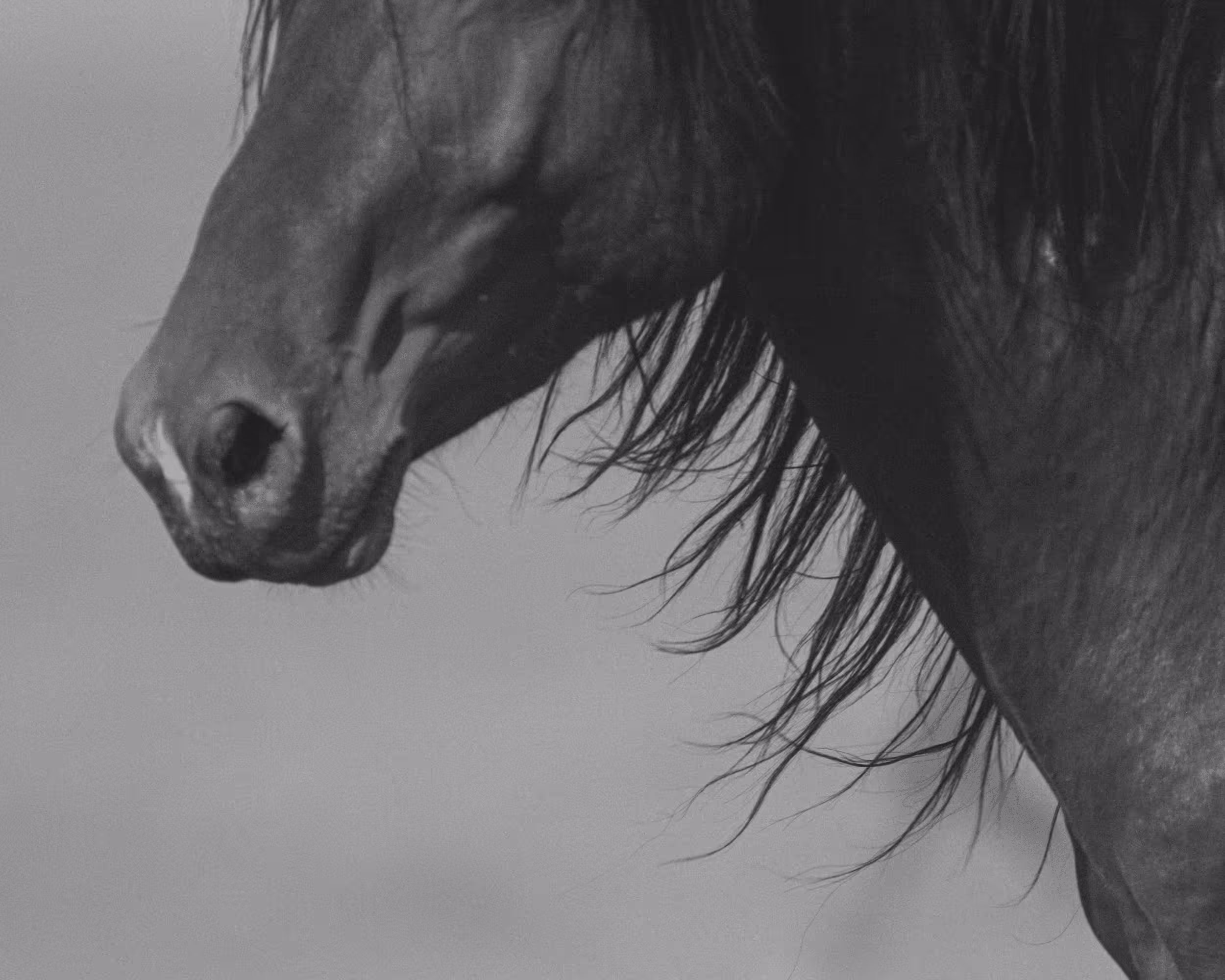 Wild Mustangs: Mane