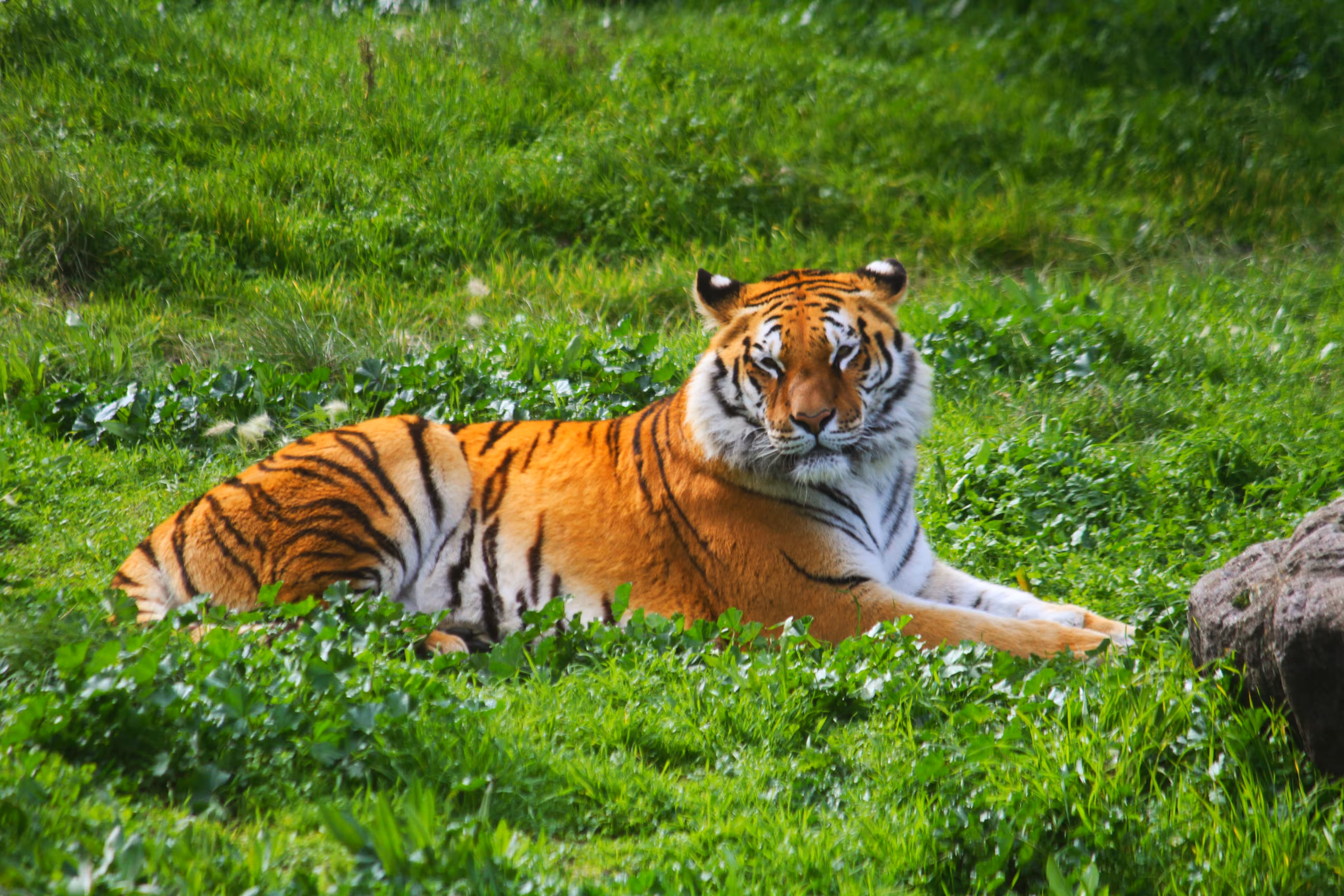 🐅