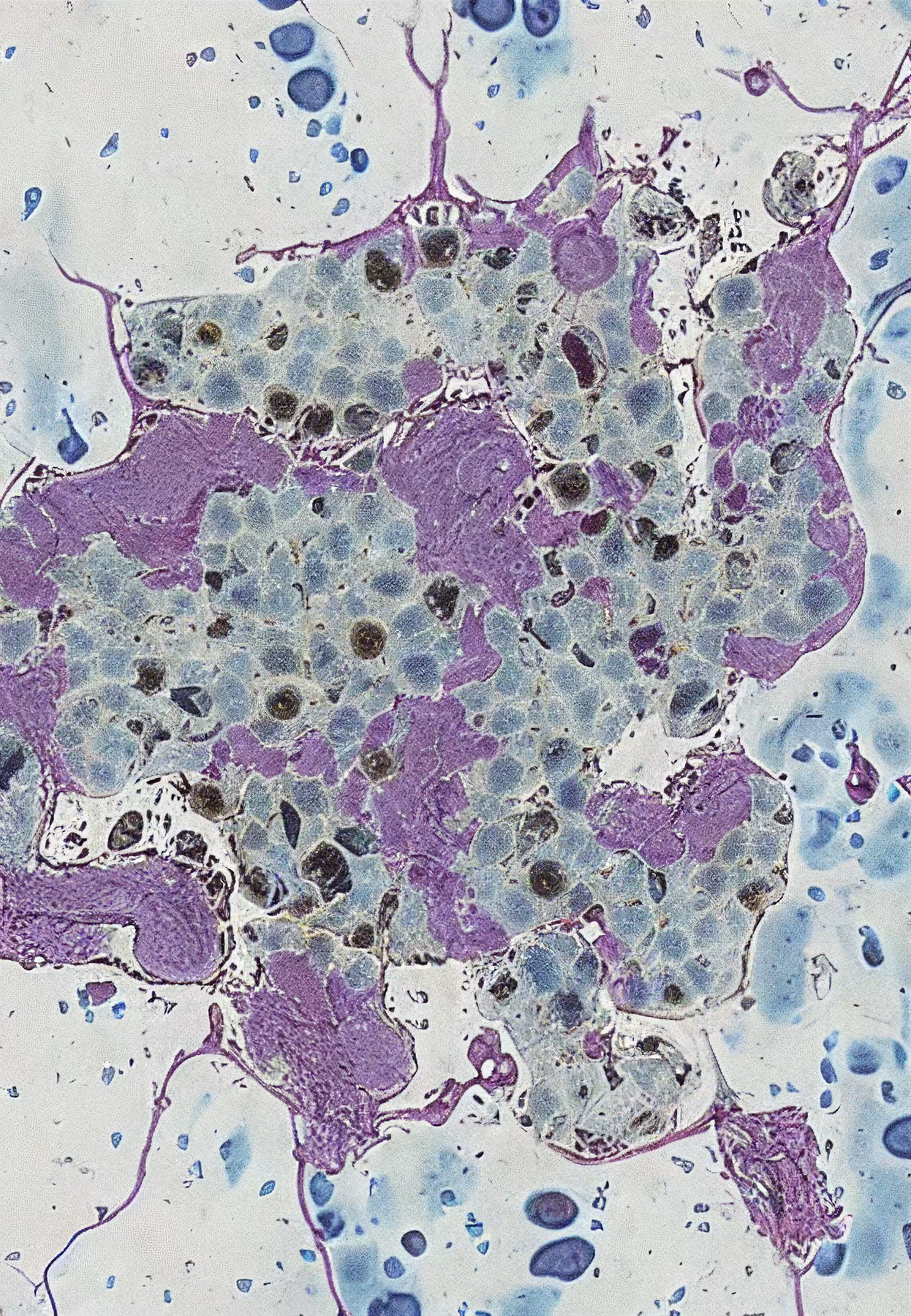Histologia In Silico #118