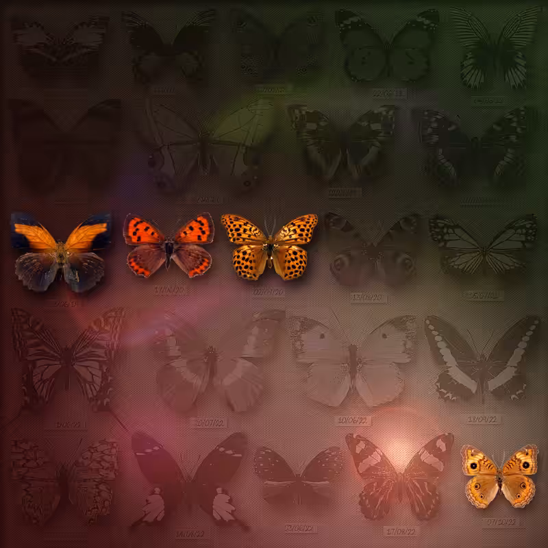 Save Butterfly World #13