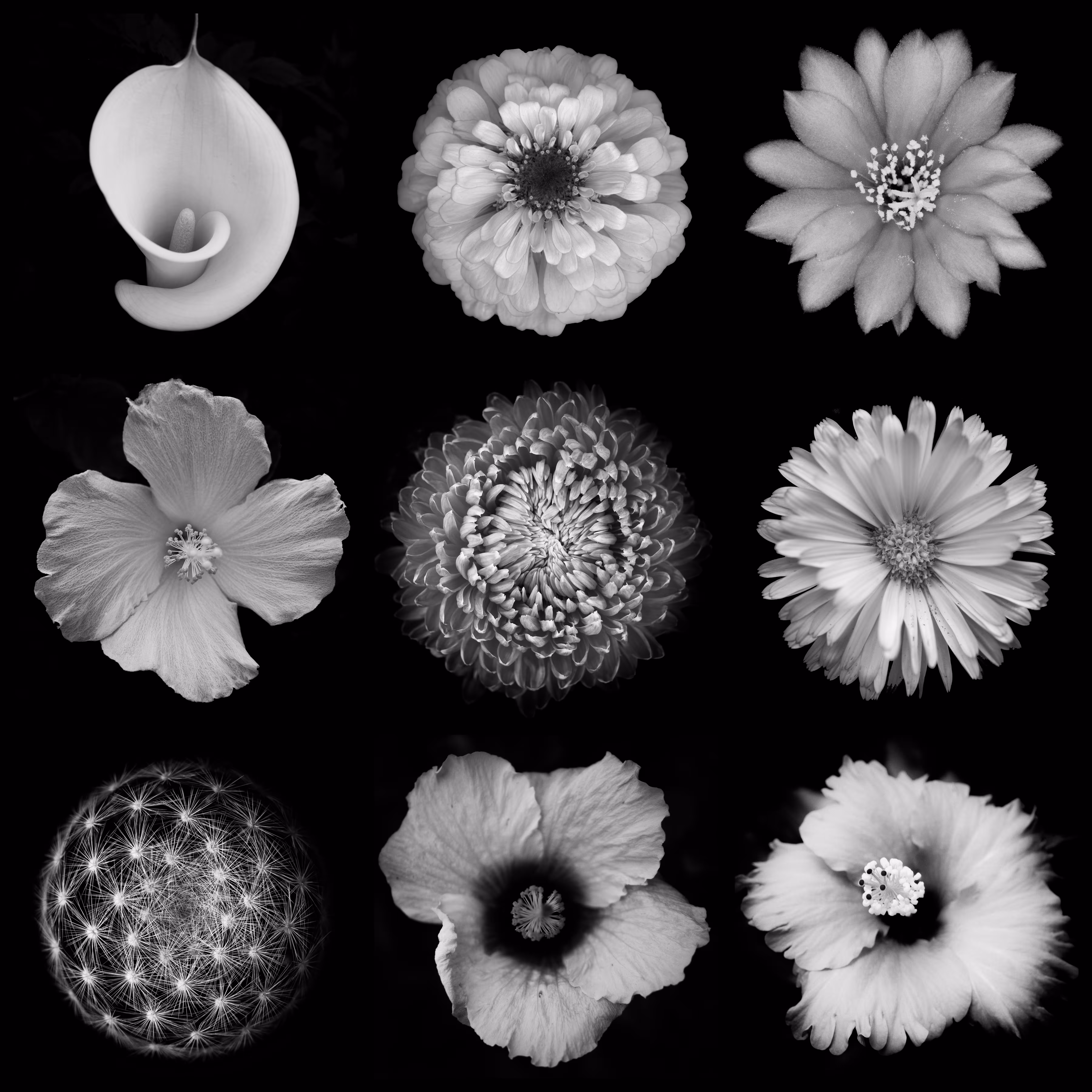 9 Flower Portraits