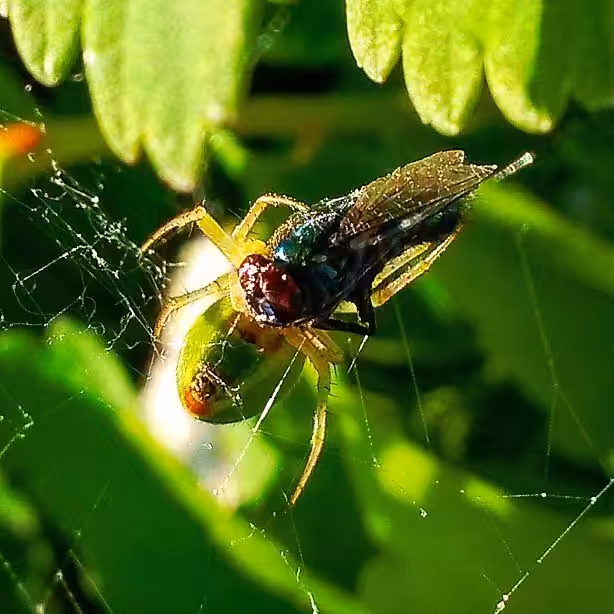 INSECT HUNTING: HUNT #008